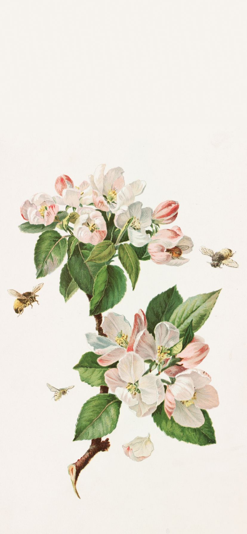 828x1792 Apple Blossoms and Bees by Alois Lunzer Wallpaper