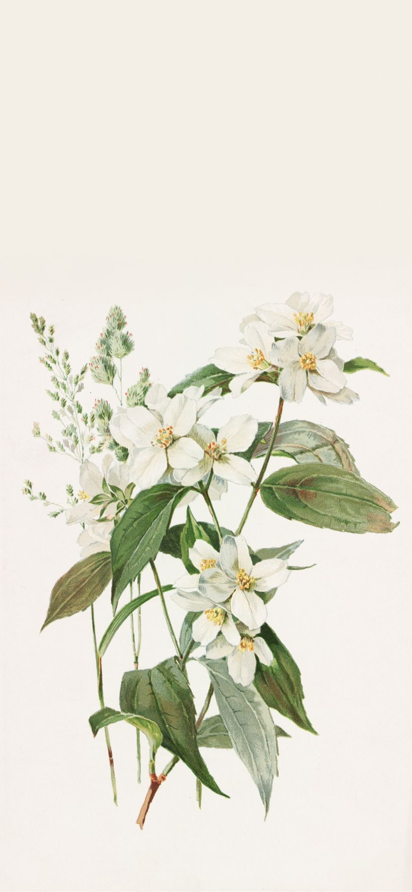 828x1792 Mock Orange or Syringa by Alois Lunzer Wallpaper