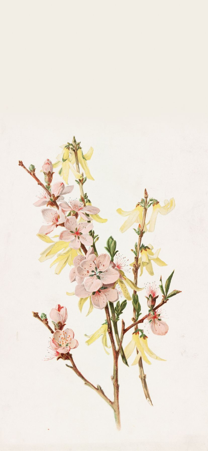 828x1792 Peach Blossoms and Forsythia by Alois Lunzer Wallpaper