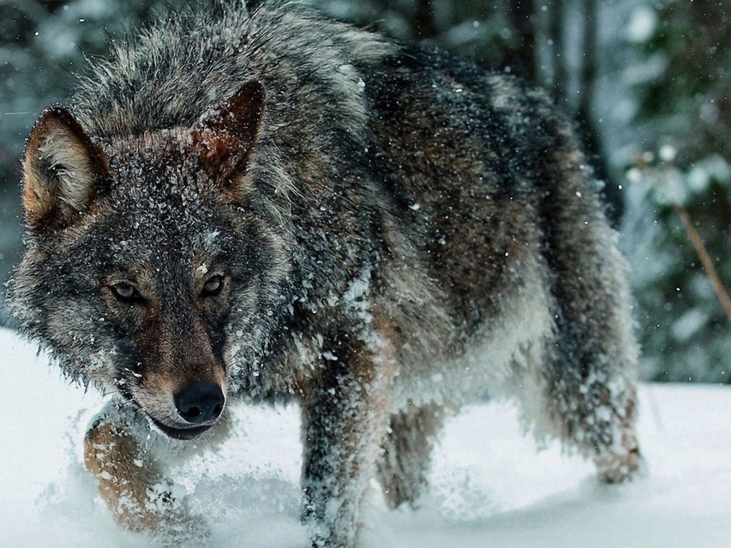 1024x768 Hungry Wolf In Mid Winter Desktop Wallpaper 1024x768
