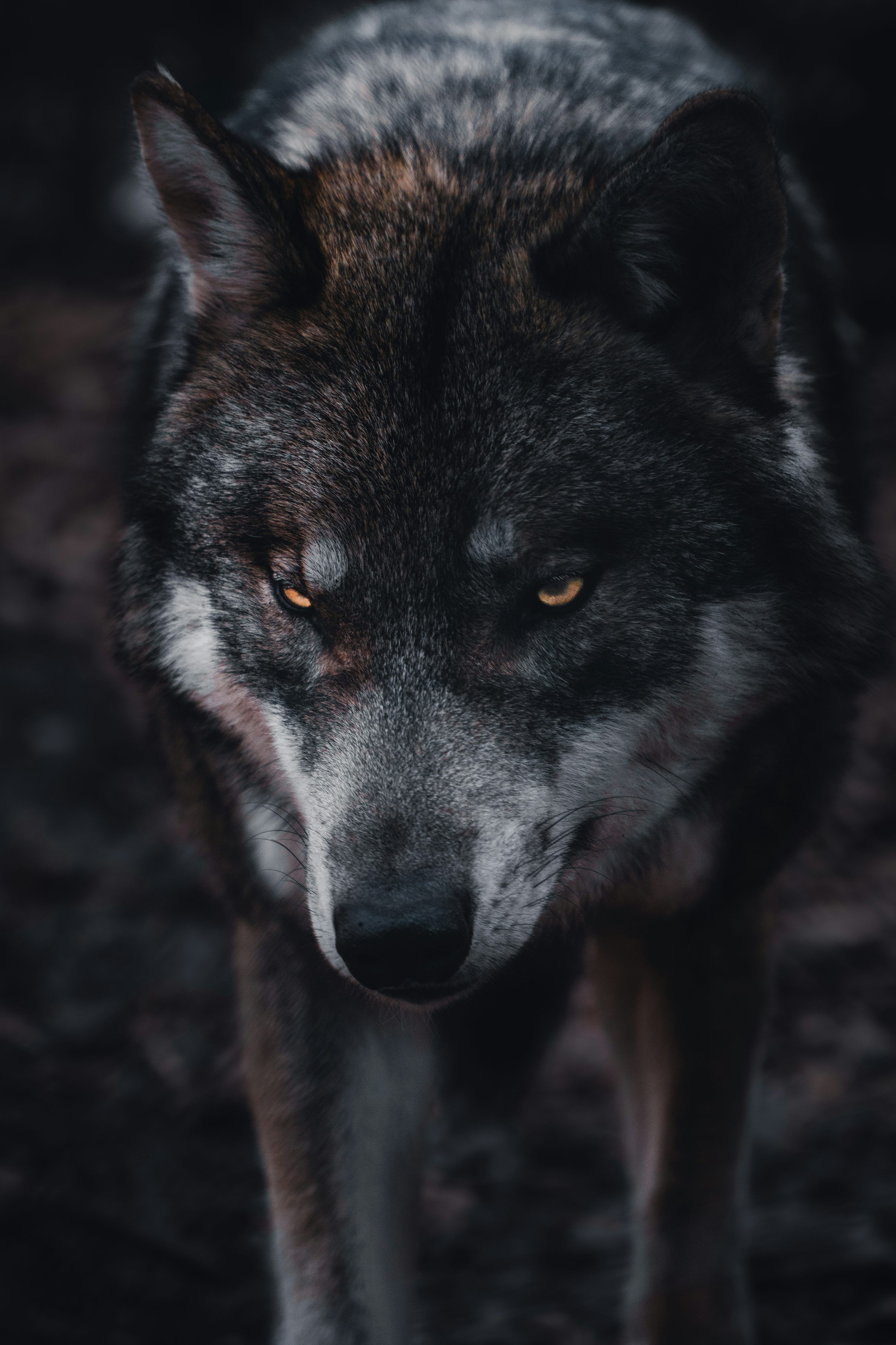 3000x4500 Wolf Picture [HD]. Download Free Image