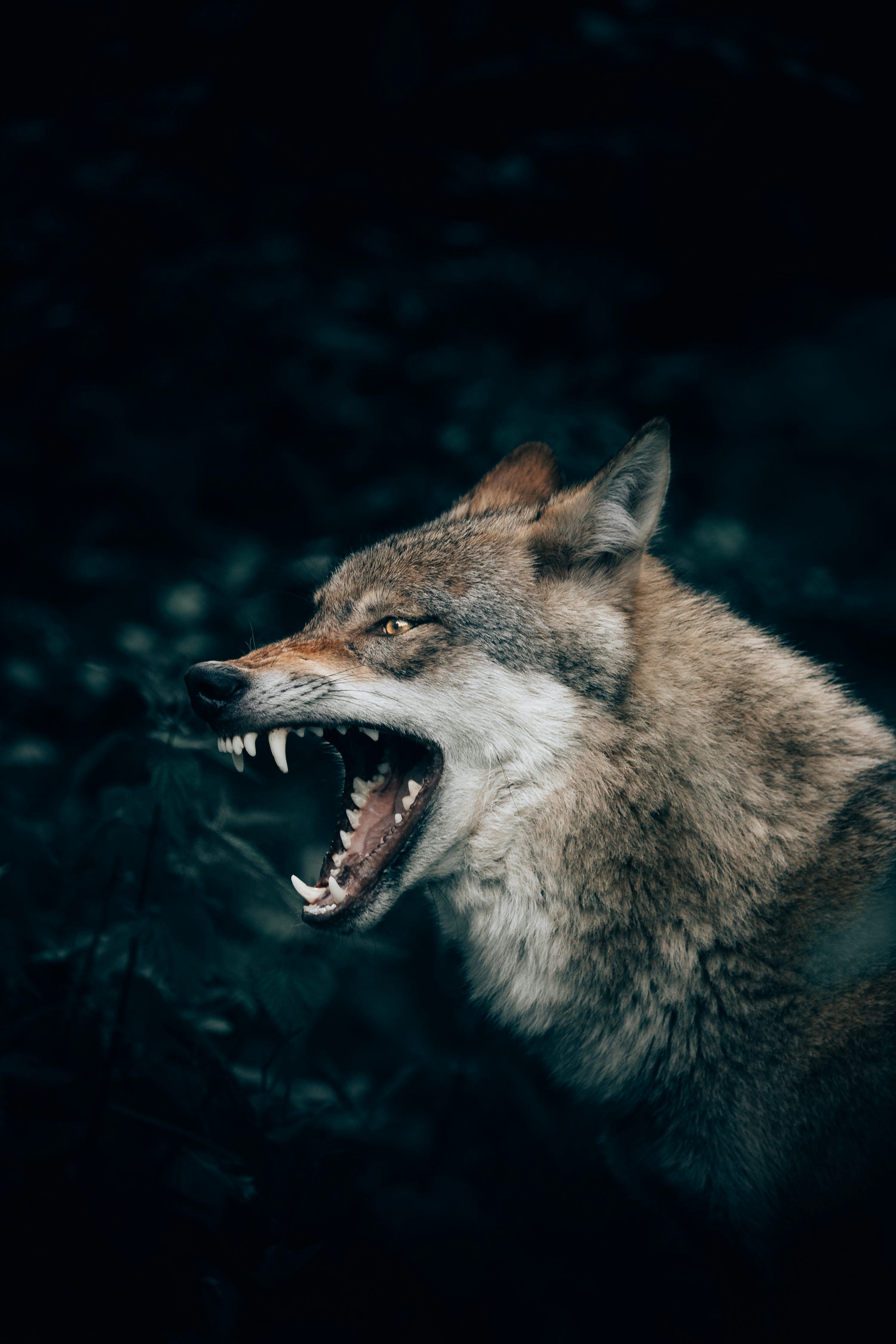 3000x4500 Wolf Picture [HD]. Download Free Image