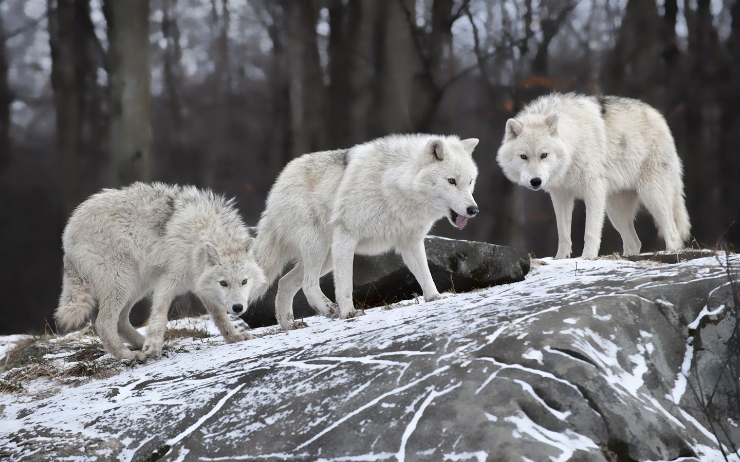 1440x900 Hungry Wolves In Winter 750x1334 IPhone 8 7 6 6S Wallpaper, Background, Picture, Image