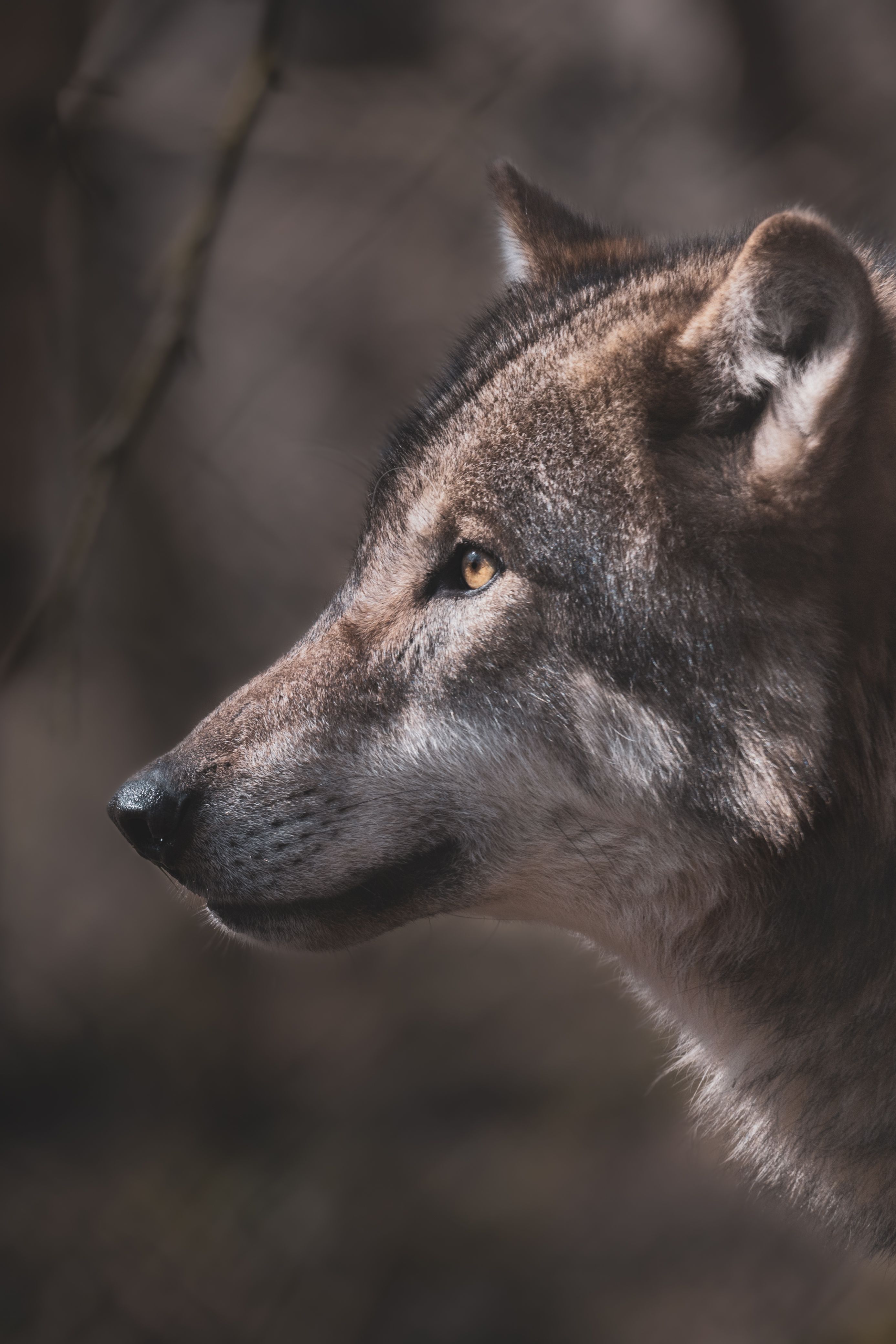 2773x4159 Best Wolf Photo · 100% Free Downloads