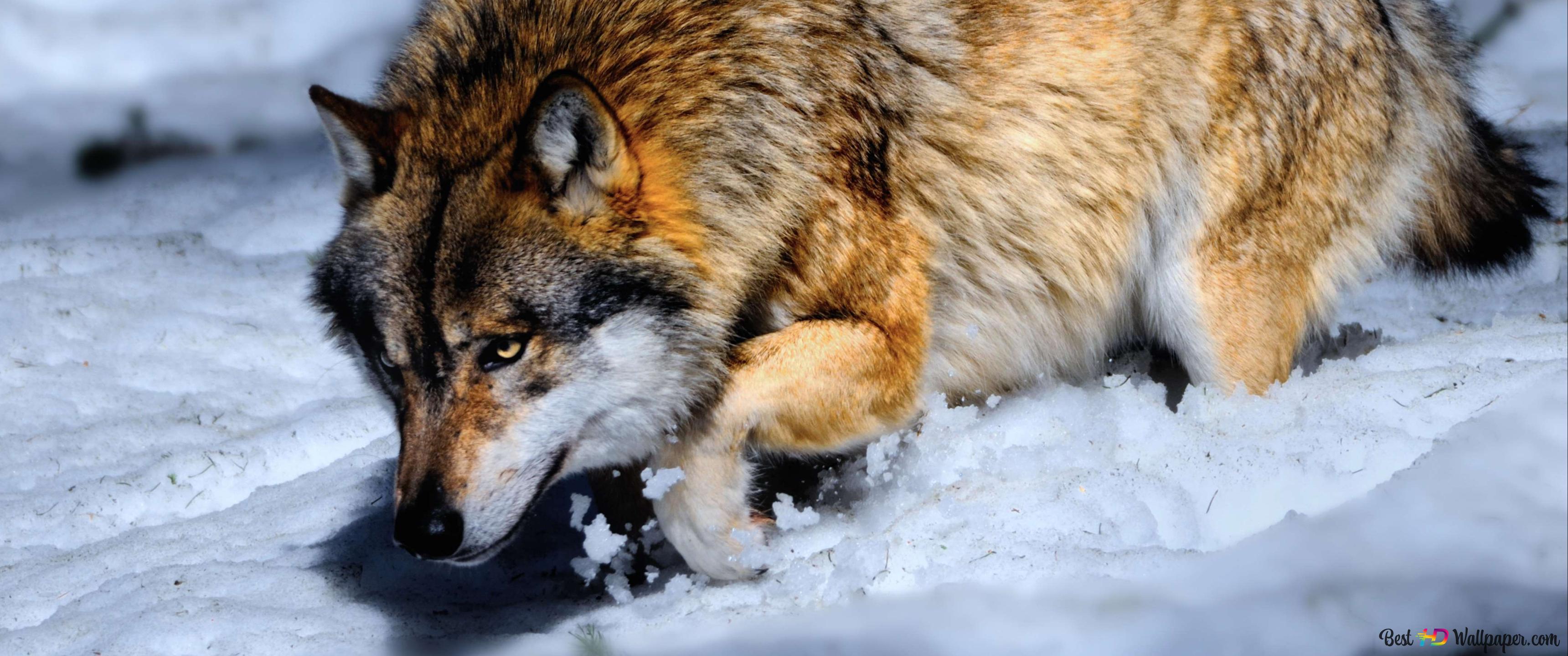 3440x1440 Hungry wolf sneaks 4K wallpaper download