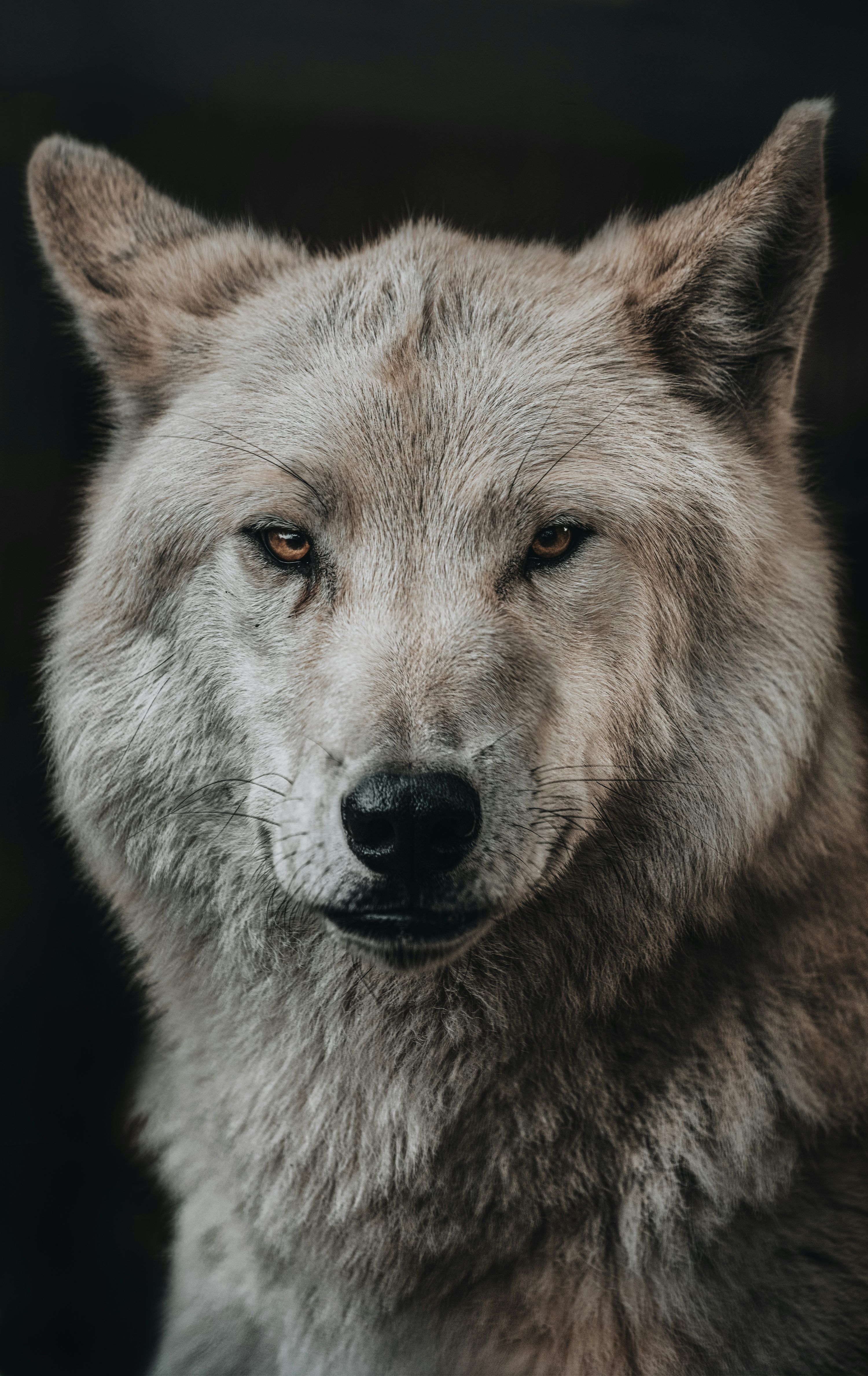 3000x4753 Wolf Picture [HD]. Download Free Image