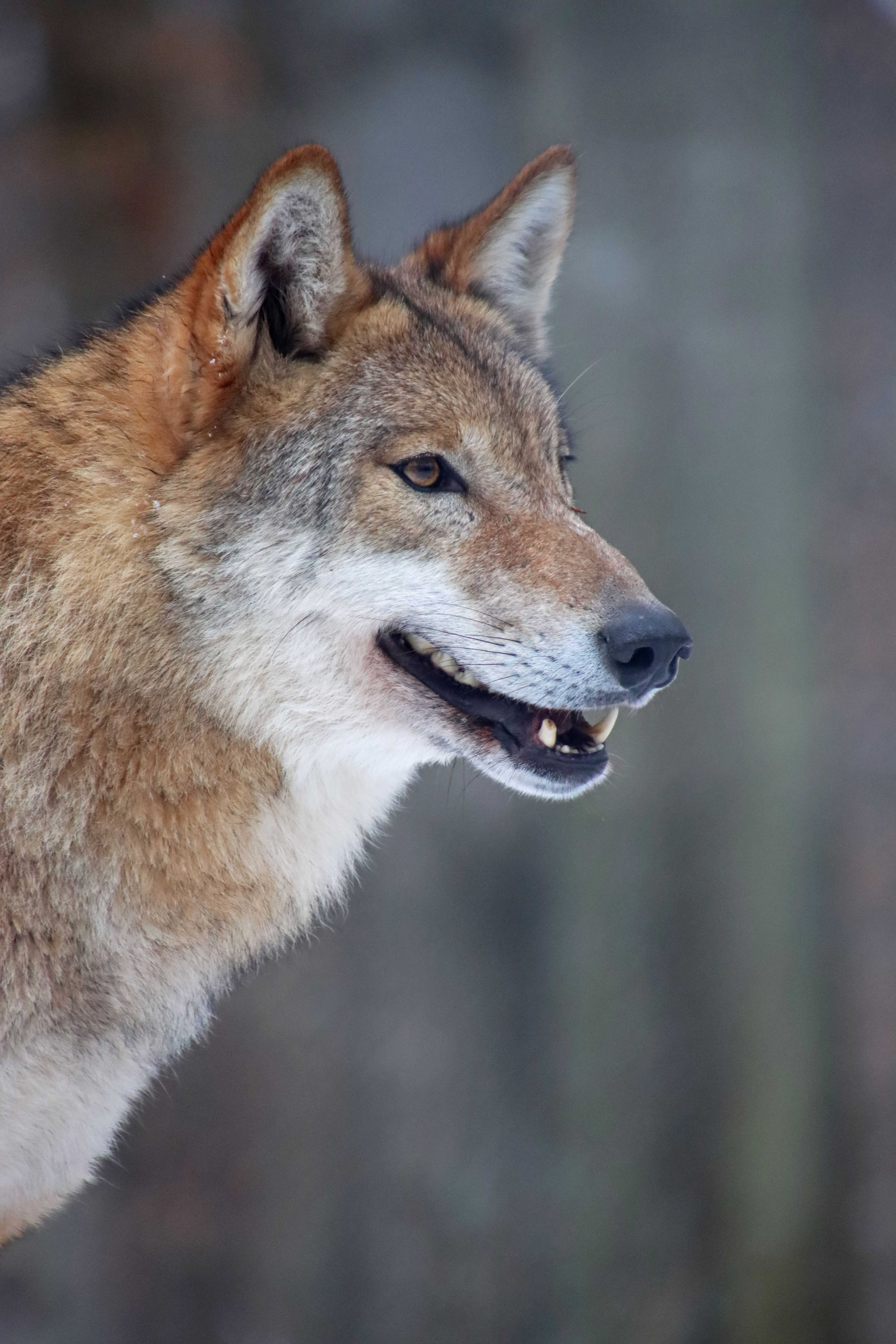 4640x6960 Best Wolf Photo · 100% Free Downloads