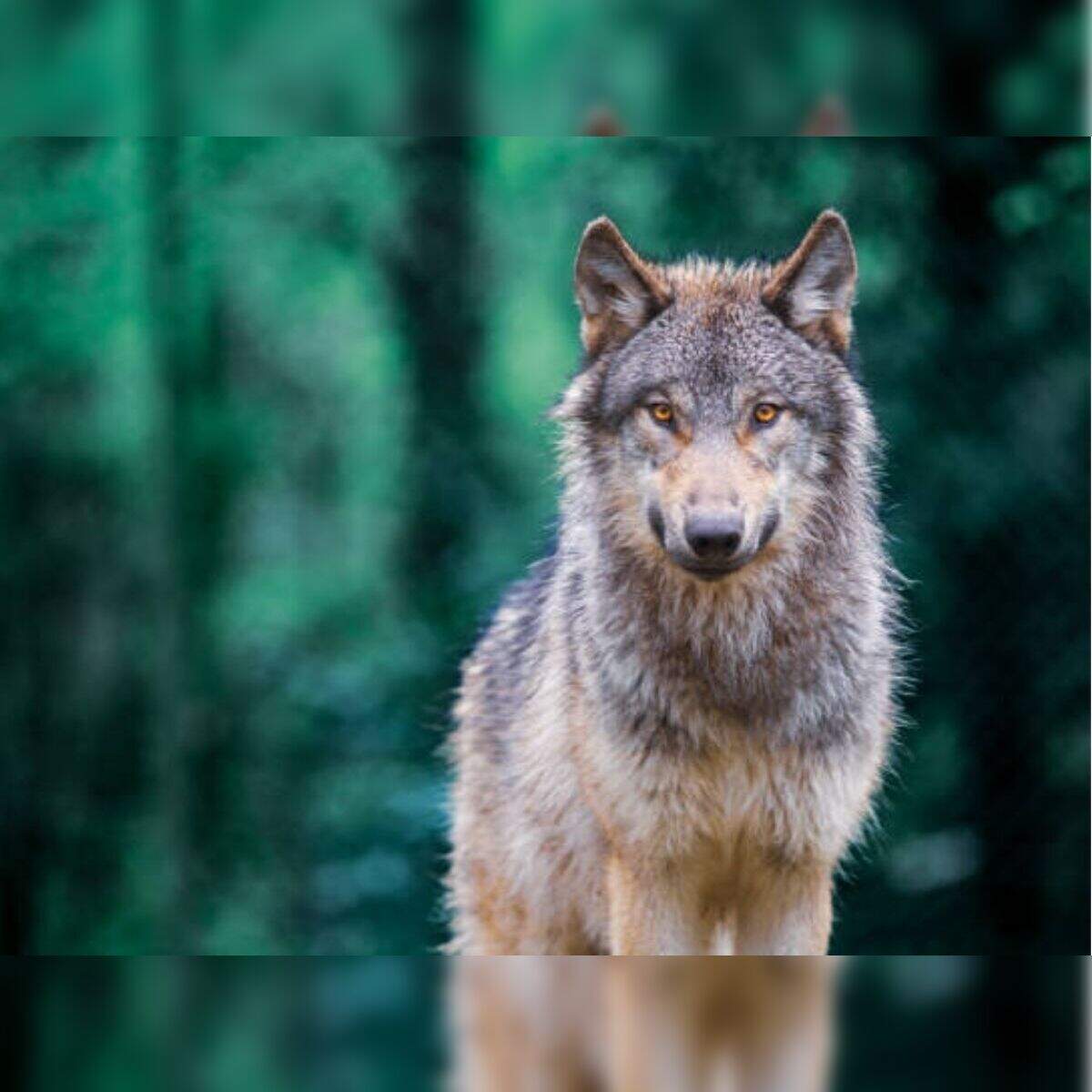 1200x1200 Hidden Tv Wallpaper Wolf Ukrainian Proverb Of The Day: 'A Hungry Wolf Is Stronger Than A Satisfied Traditional Saying Explains How Ambition, And The Drive To Survive Can Be More Powerful Than Comfort