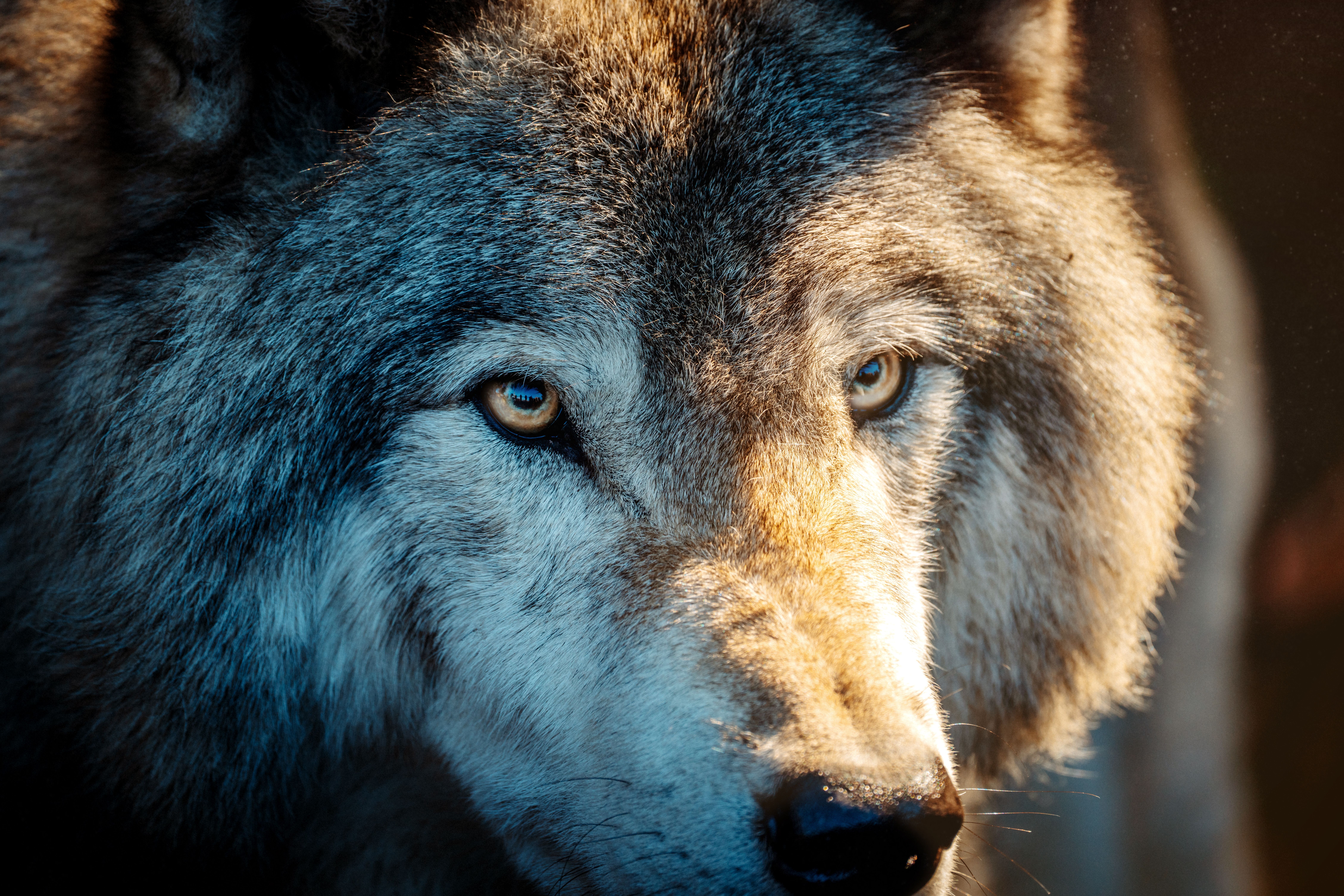 9033x6022 Wolf Face Photo, Download The BEST Free Wolf Face & HD Image