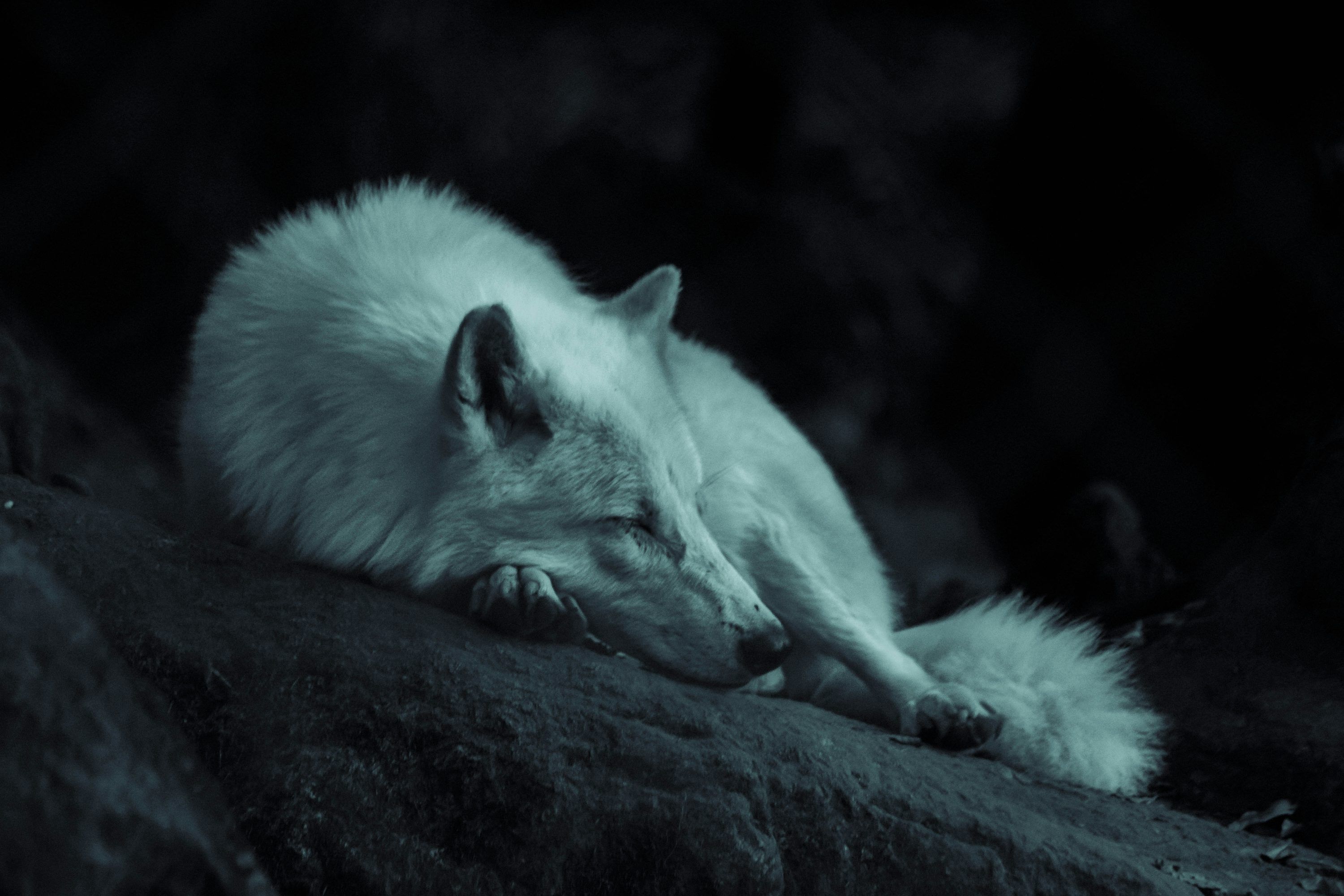 3000x2000 Wolf Picture [HD]. Download Free Image