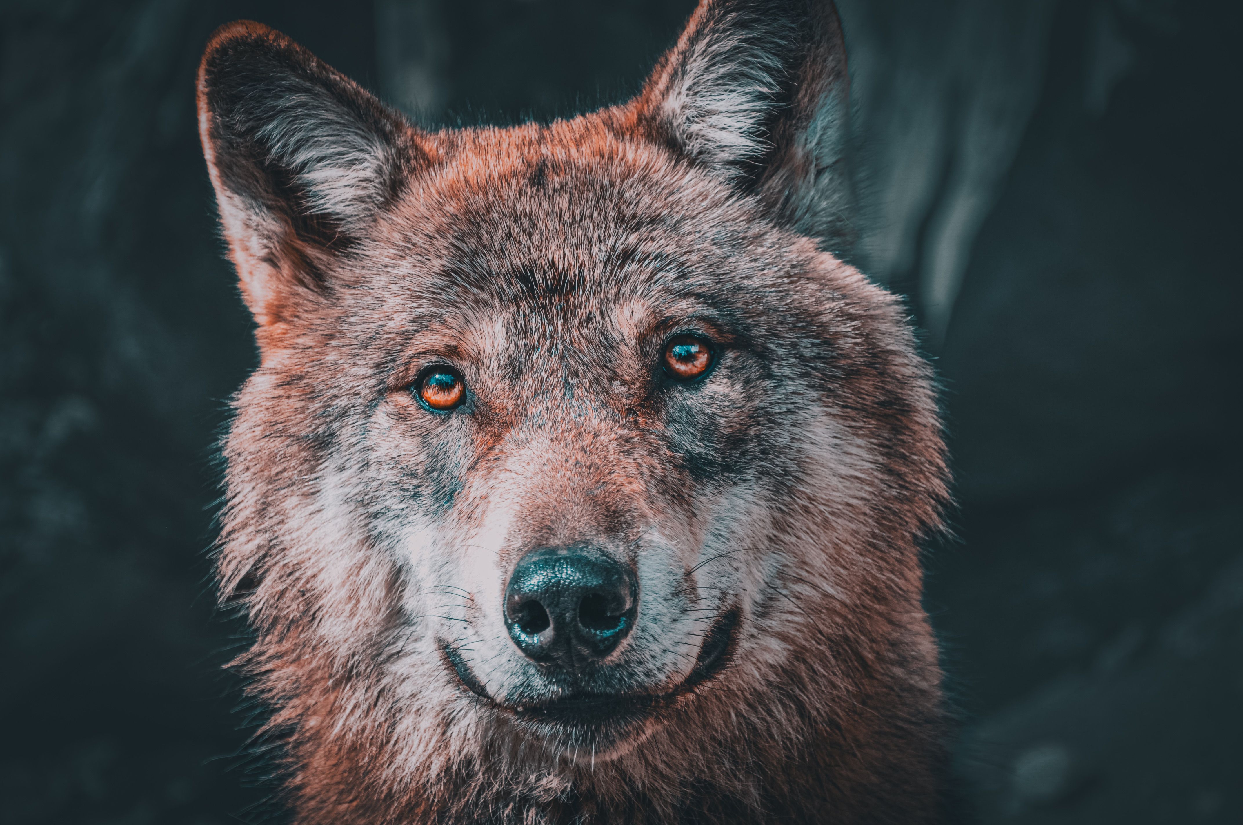 4288x2848 Wolf Face Photo, Download The BEST Free Wolf Face & HD Image
