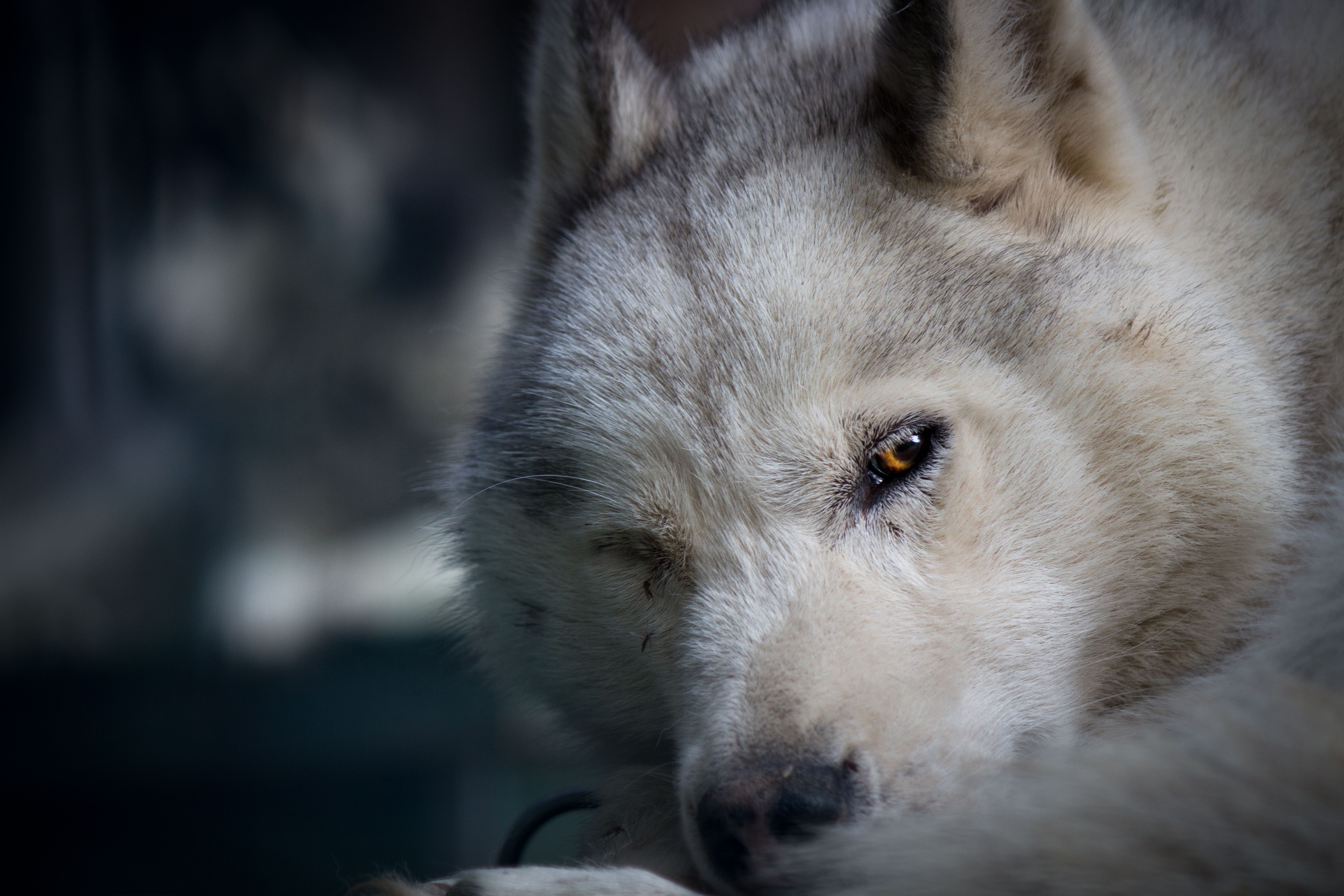 5184x3456 Best Wolf Photo · 100% Free Downloads