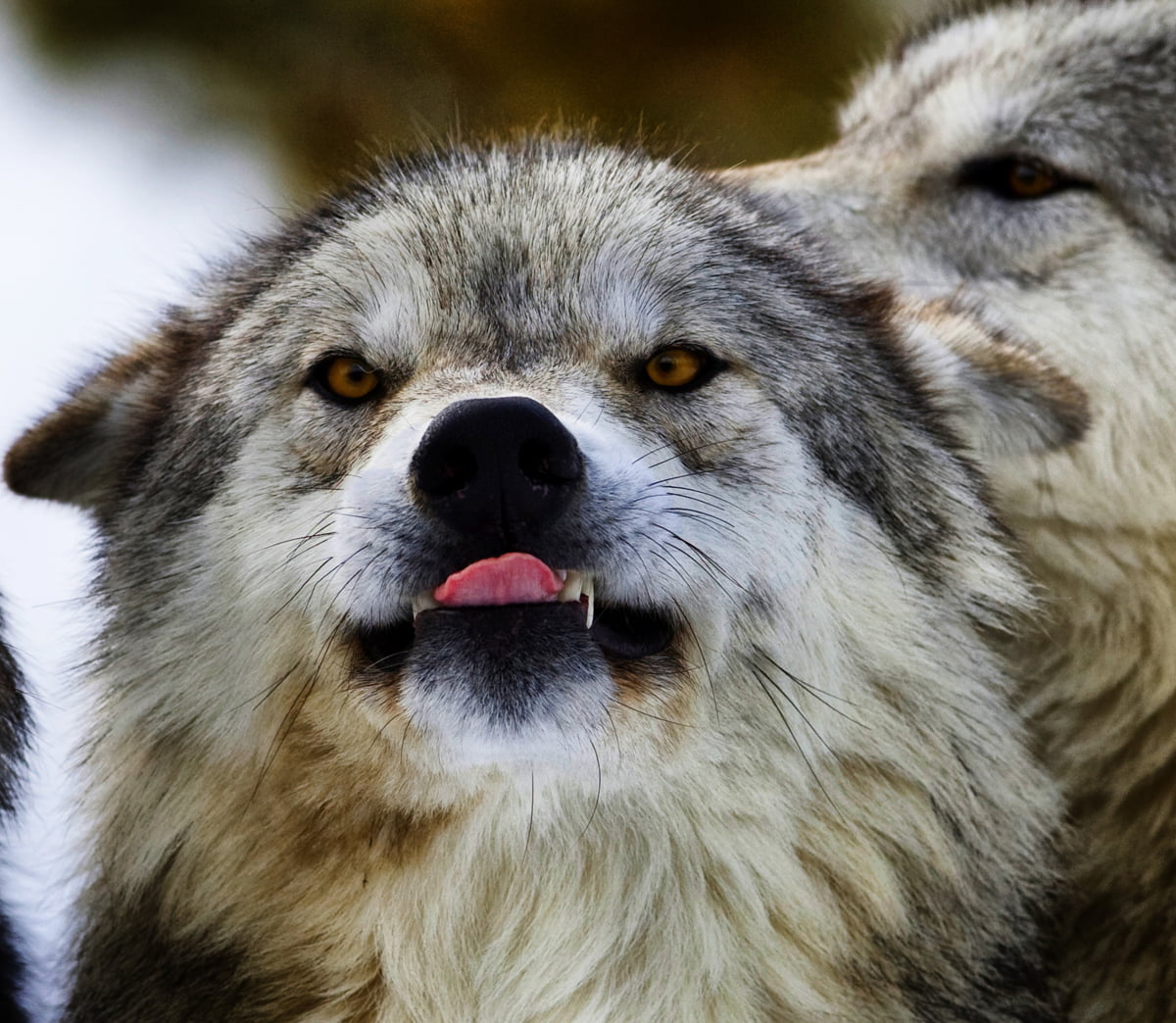 1200x1044 White and black wolfdog HD wallpaper