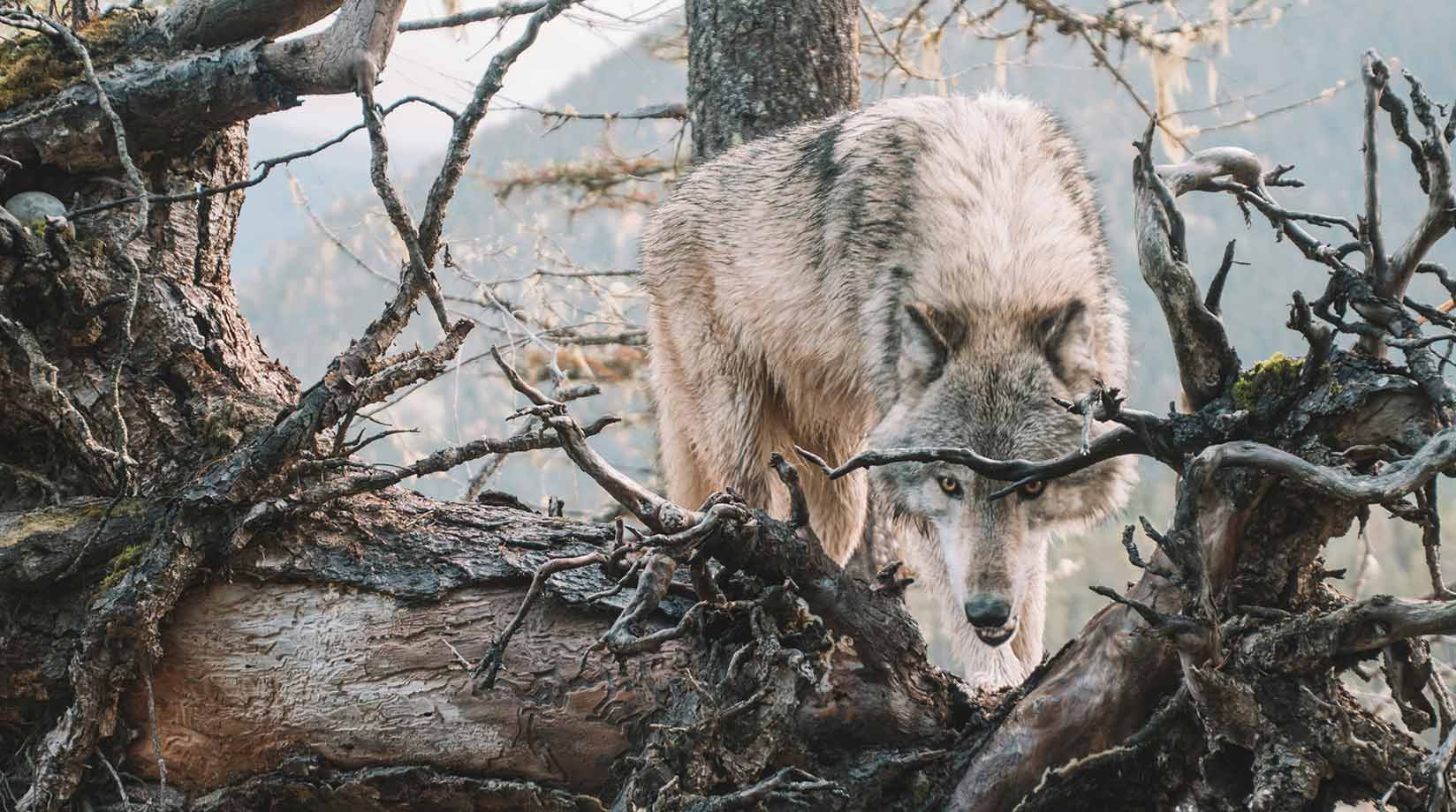 1648x920 Wolf facts. Mammals