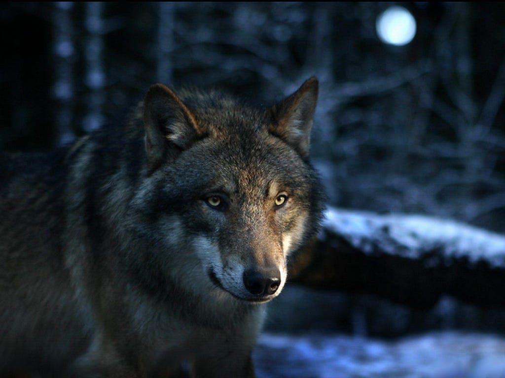 1024x768 Hungry Dogs Aren't Loyal. I have previously touched on keeping.