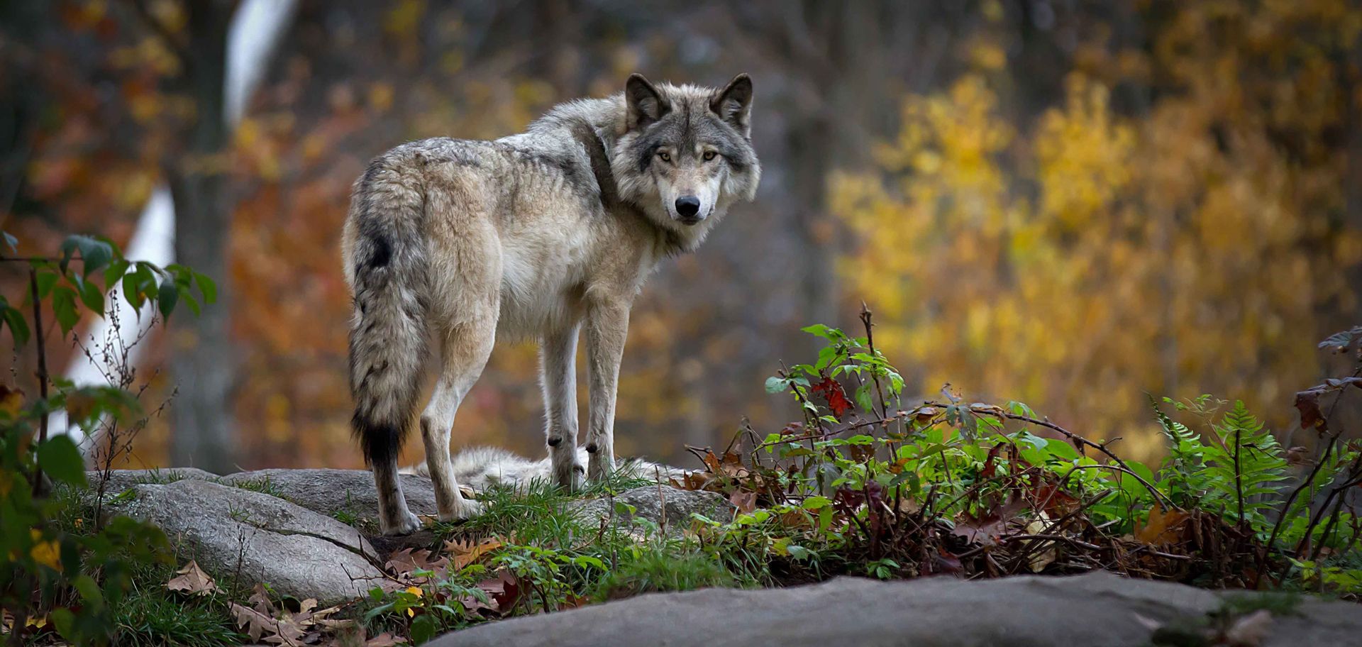 1920x912 The Smells of Nature: Human Health and Hungry Herbivores