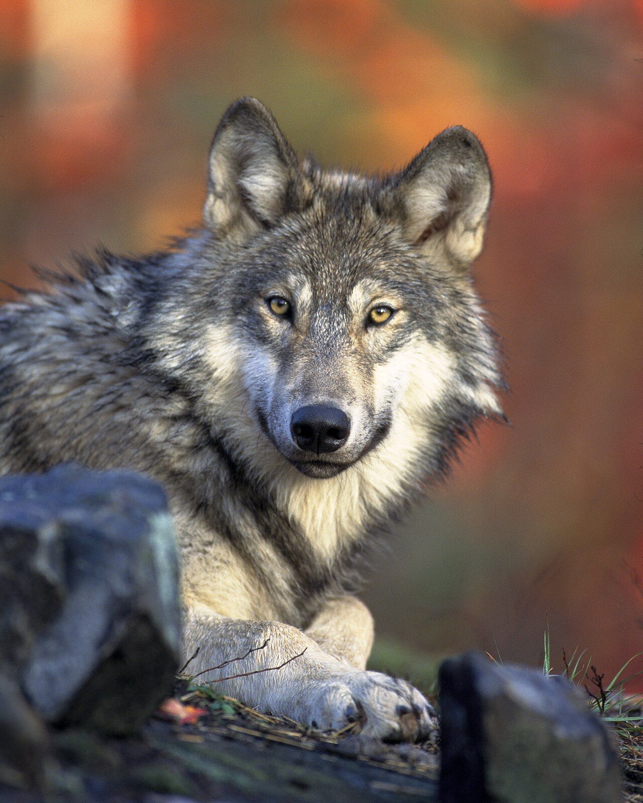 1280x1598 Wolf, the encyclopedia for children, teenagers, and anyone else