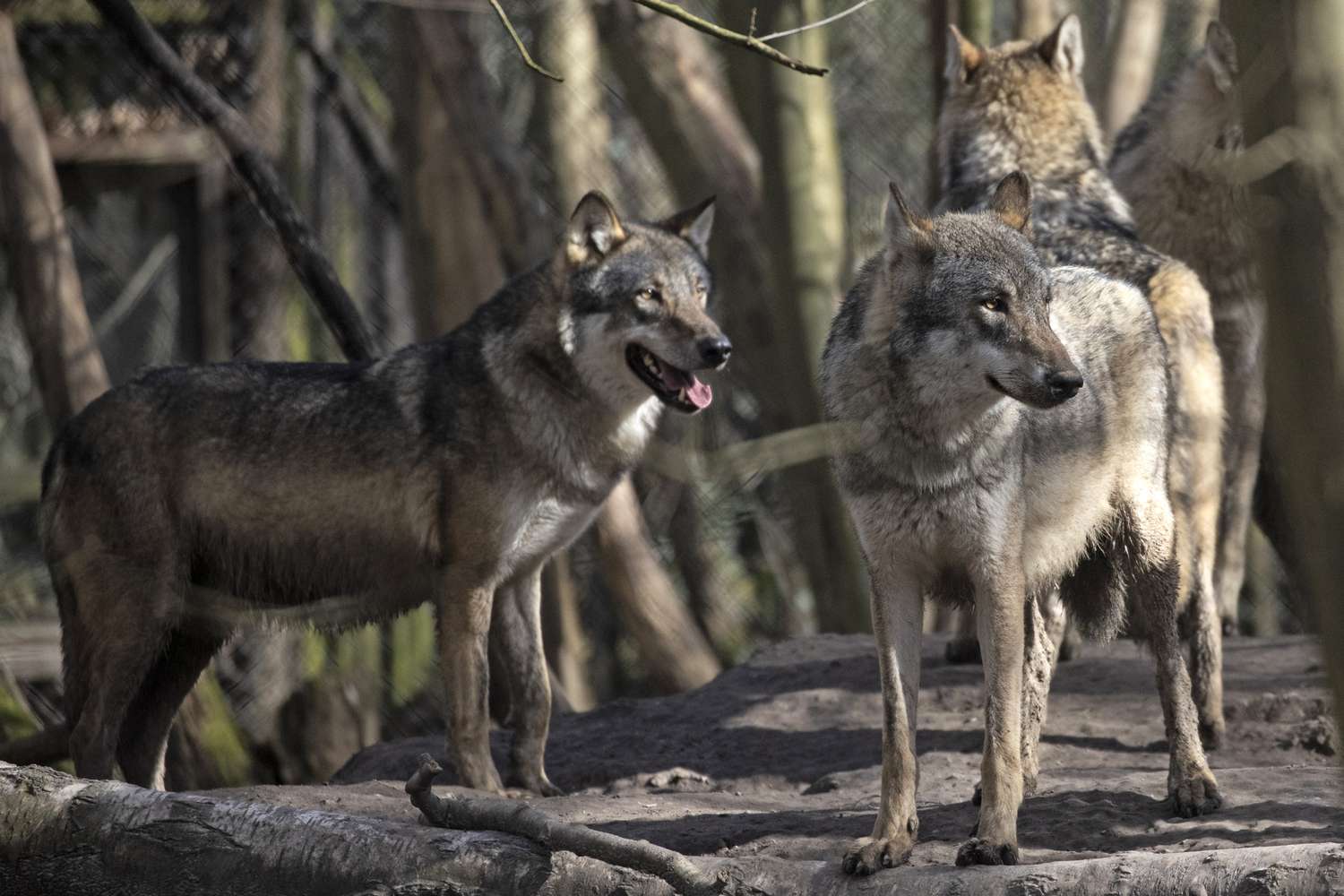 1500x1000 A Pack of Wolves Was Euthanized by British Wildlife Park Officials Who Say It Was 'a Last Resort'
