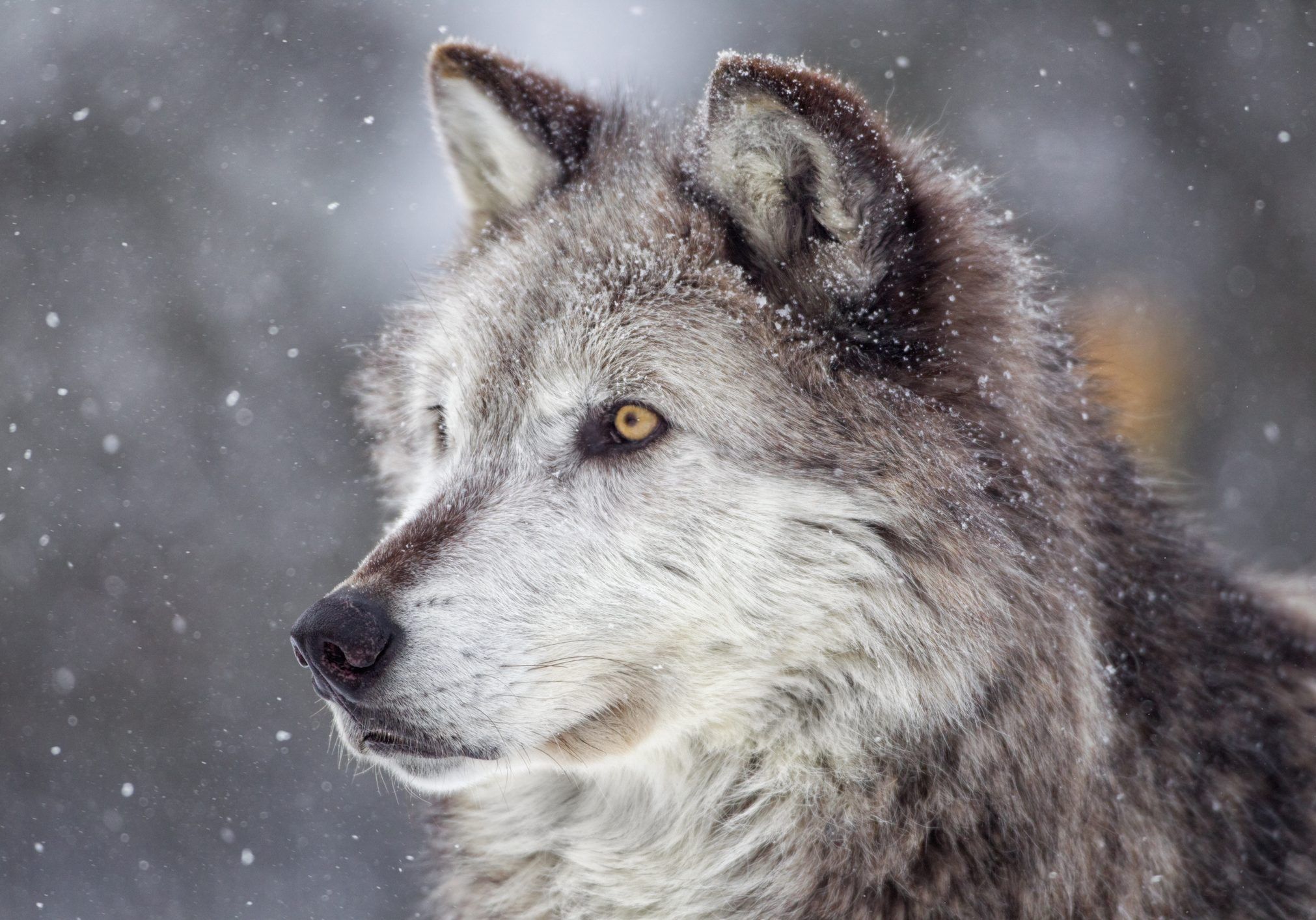 2022x1414 Colorado Wolves Information Sheet