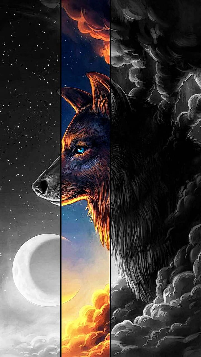800x1422 Wolf, beautiful wolf, black wolf, HD phone wallpaper