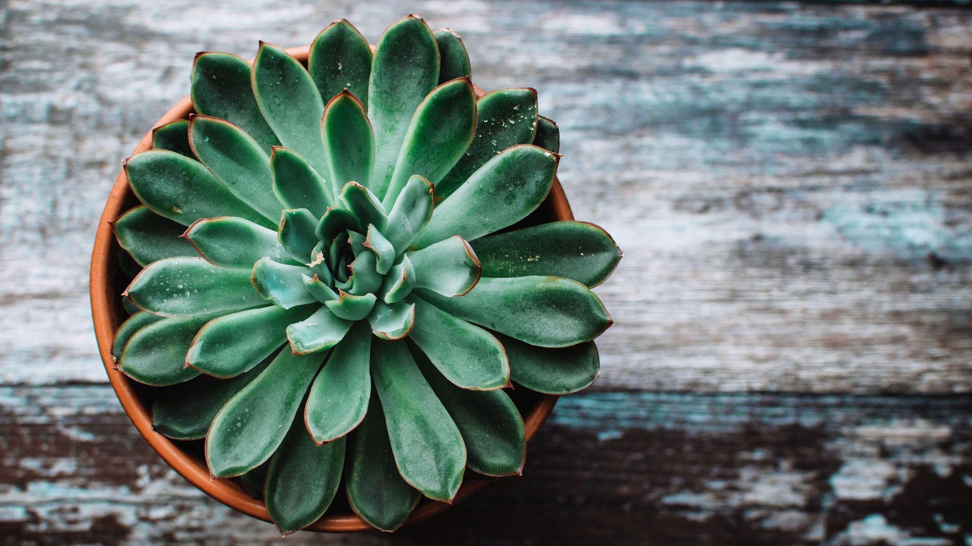 Succulent Aesthetic Desktop Wallpapers Top Free Succulent Aesthetic 