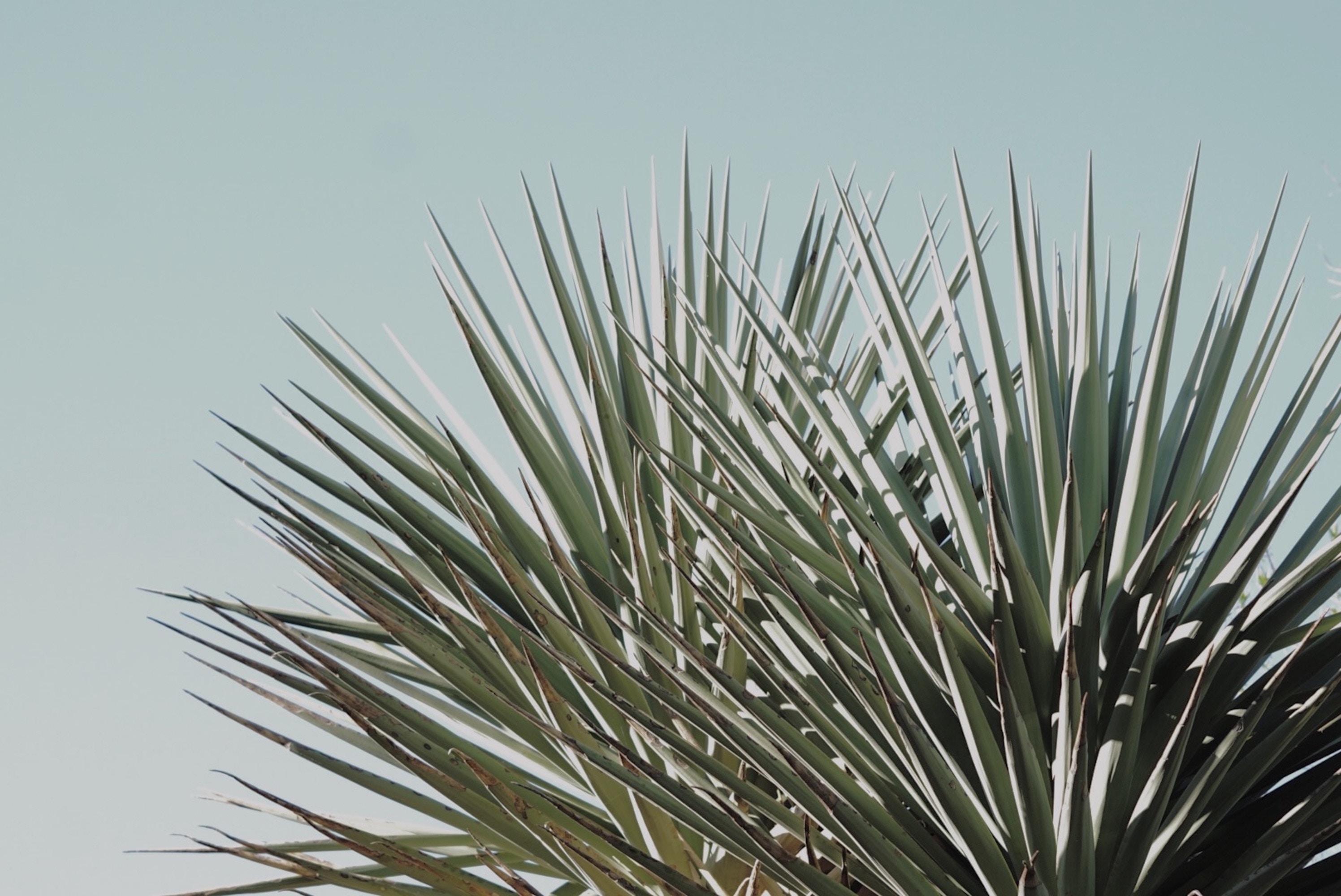 2992x2000 2992x2000 #leaf, #summer, #tree, #Public domain image, #blue, # plant, #green, #succulent, #aesthetic, #pinetree