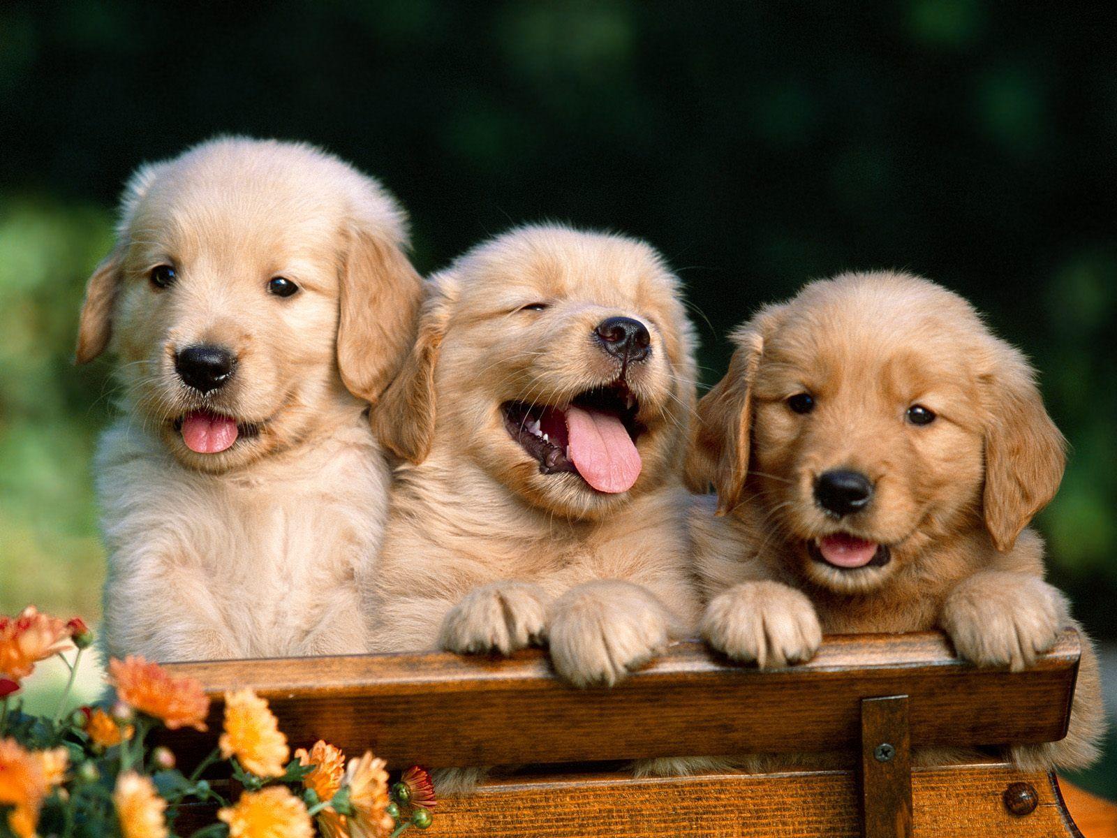 1600x1200 Labrador Puppies Wallpaper