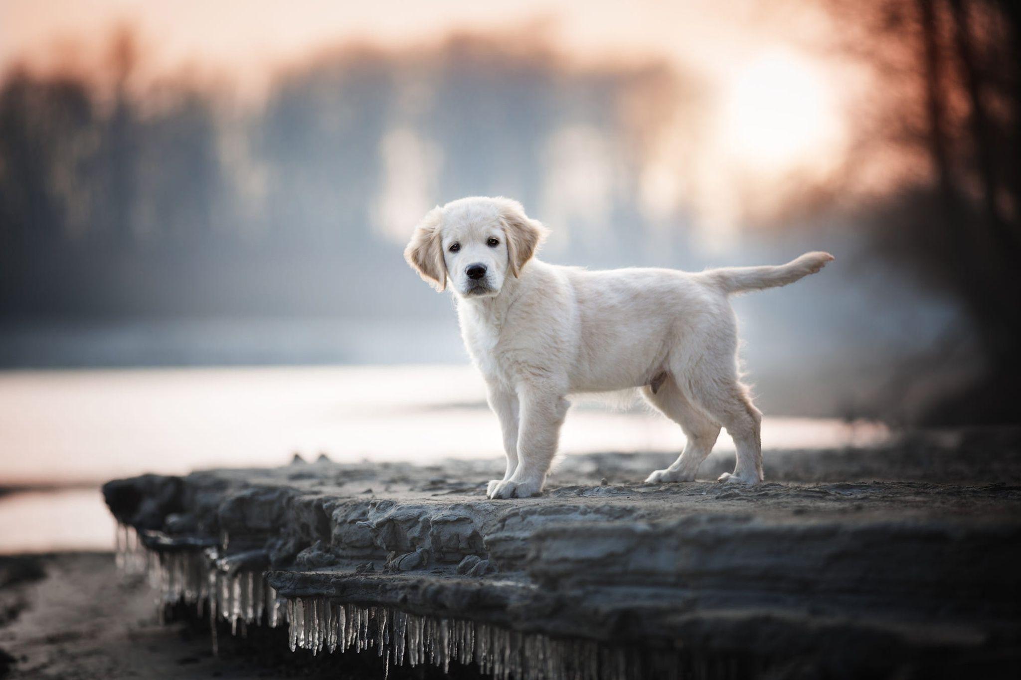 2048x1365 Baby, Animal, Dog Labrador, Retriever, Pet, Puppy Wallpaper HD Wallpaper