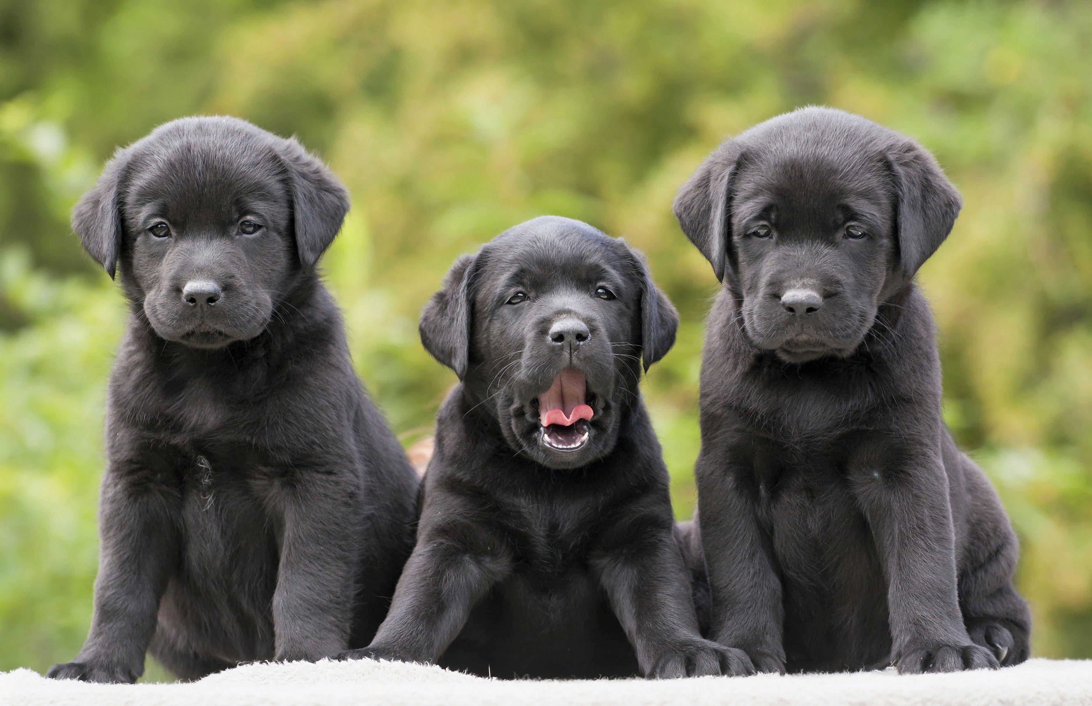 3750x2425 Cute Labrador Puppies Wallpaper .