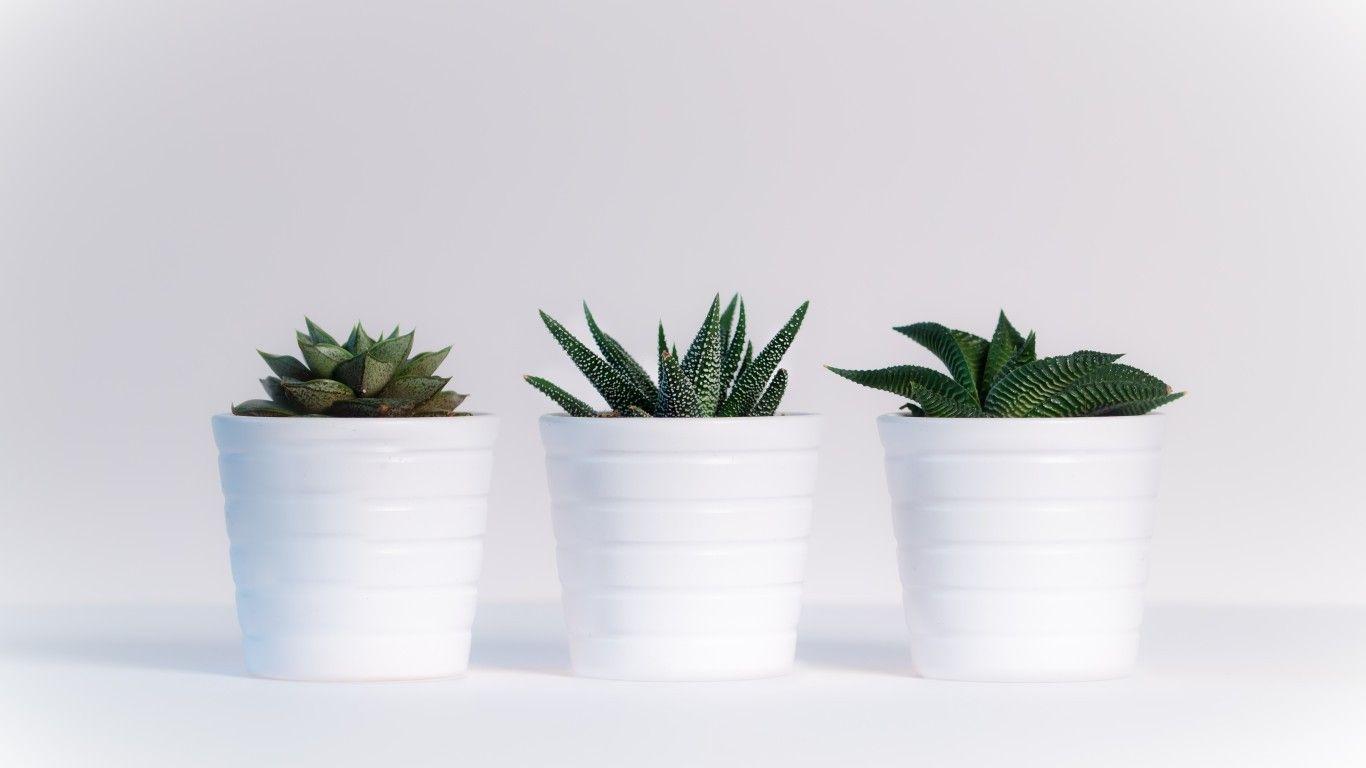 1366x768 Laptop Wallpaper Plants
