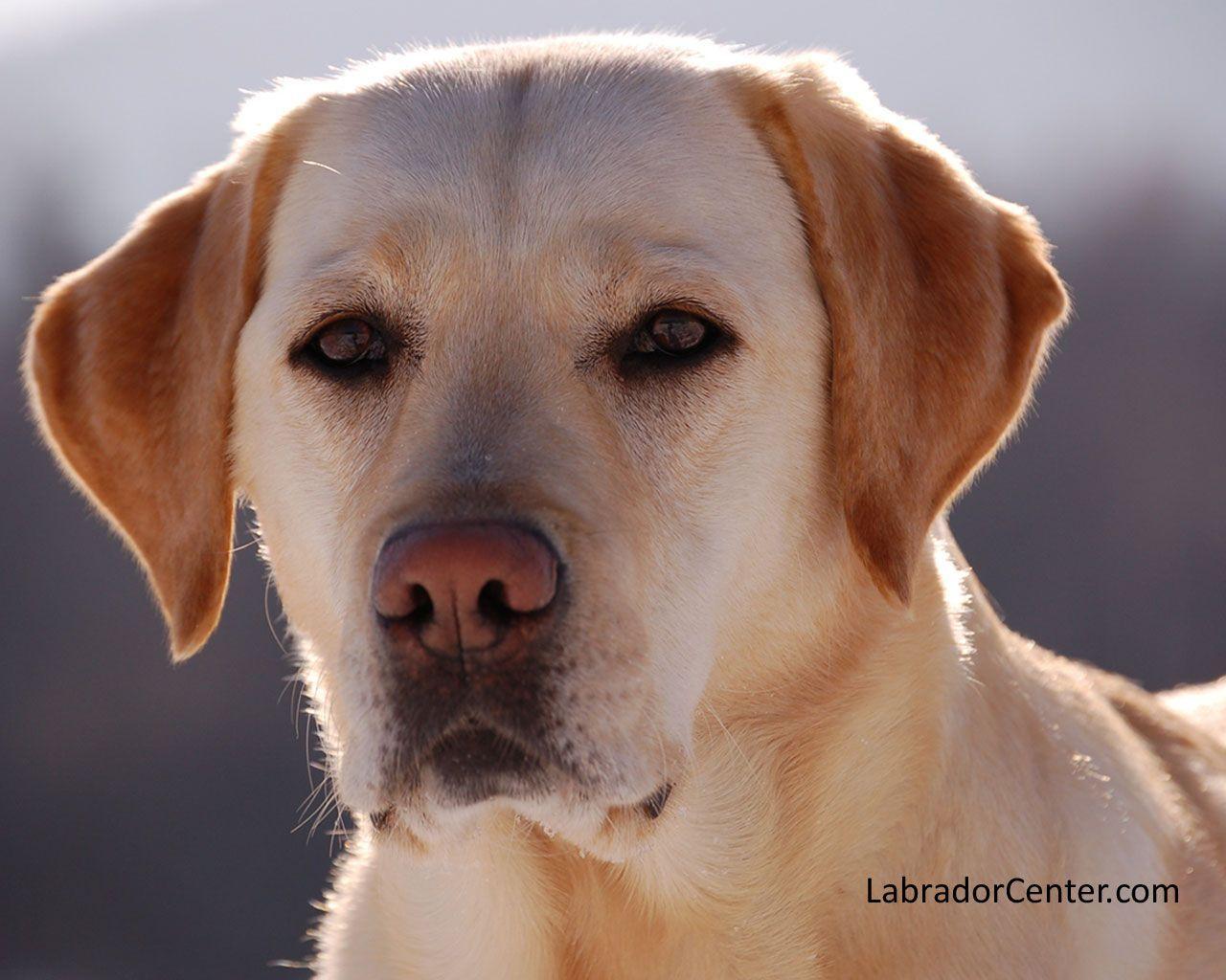 1280x1024 Yellow Lab Wallpaper