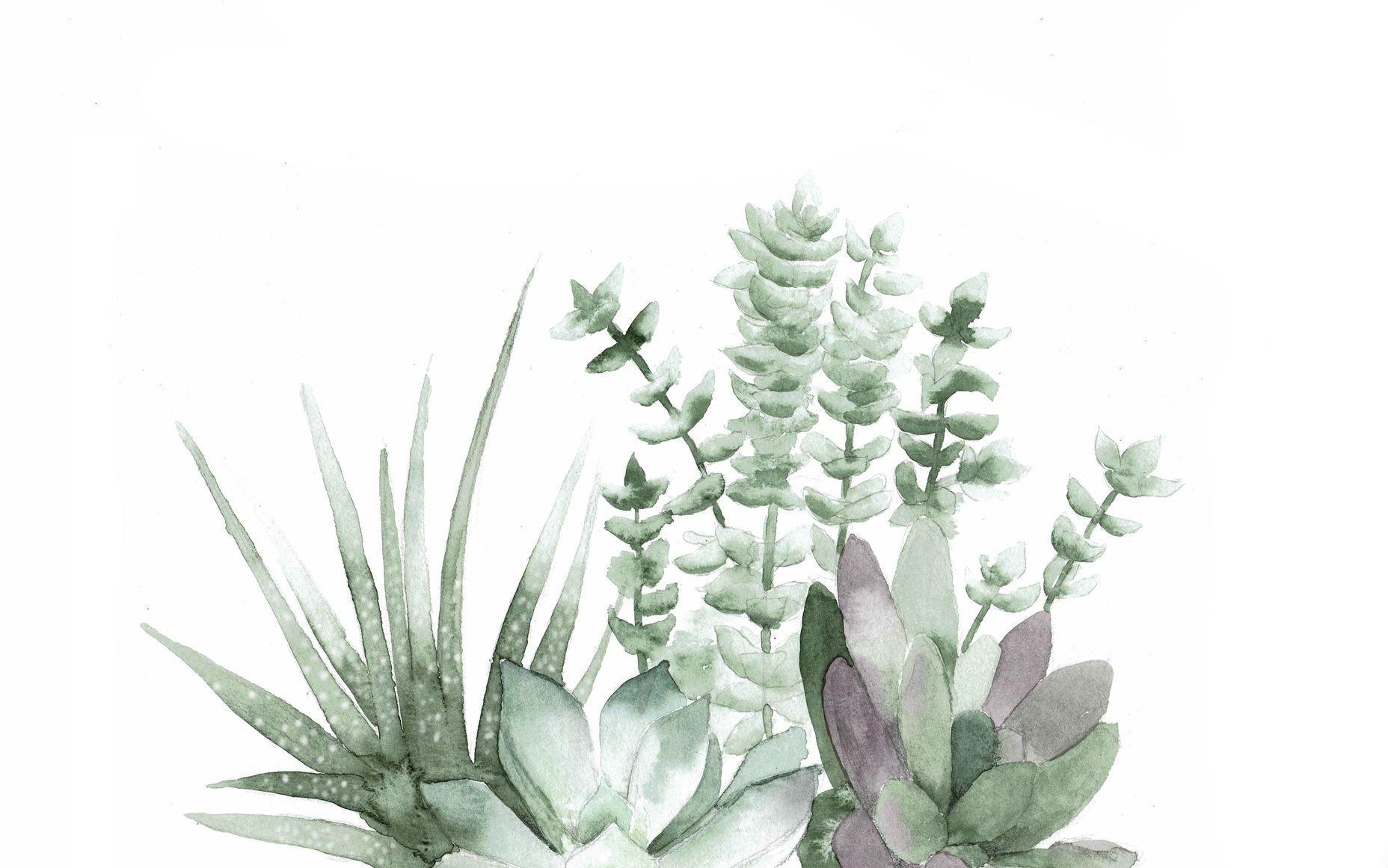 1856x1161 Desktop Succulents Wallpaper