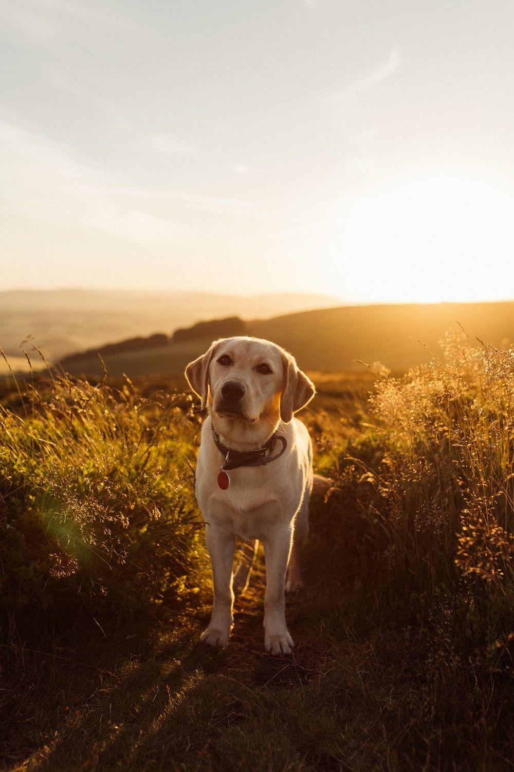 1000x1500 Labrador Picture. Download Free Image