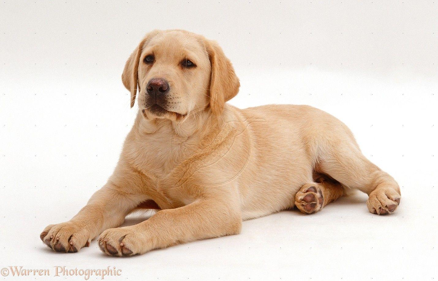 1430x917 Yellow Lab Puppy Wallpaper