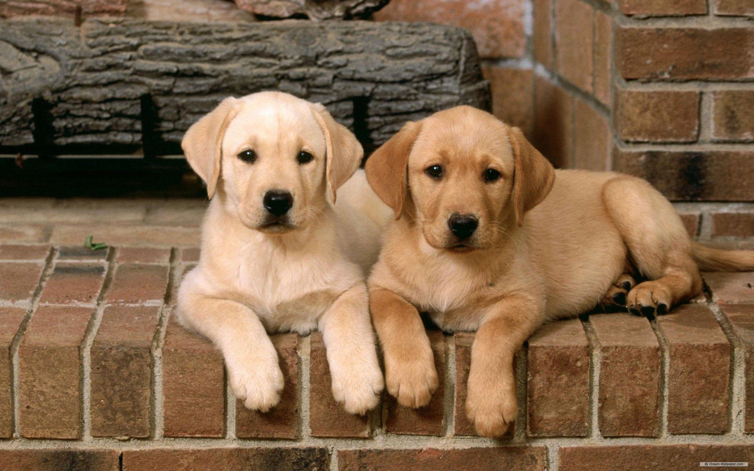 2560x1600 Dogs Wallpaper: Dogs. Labrador retriever puppies, Labrador retriever dog, Lab puppies