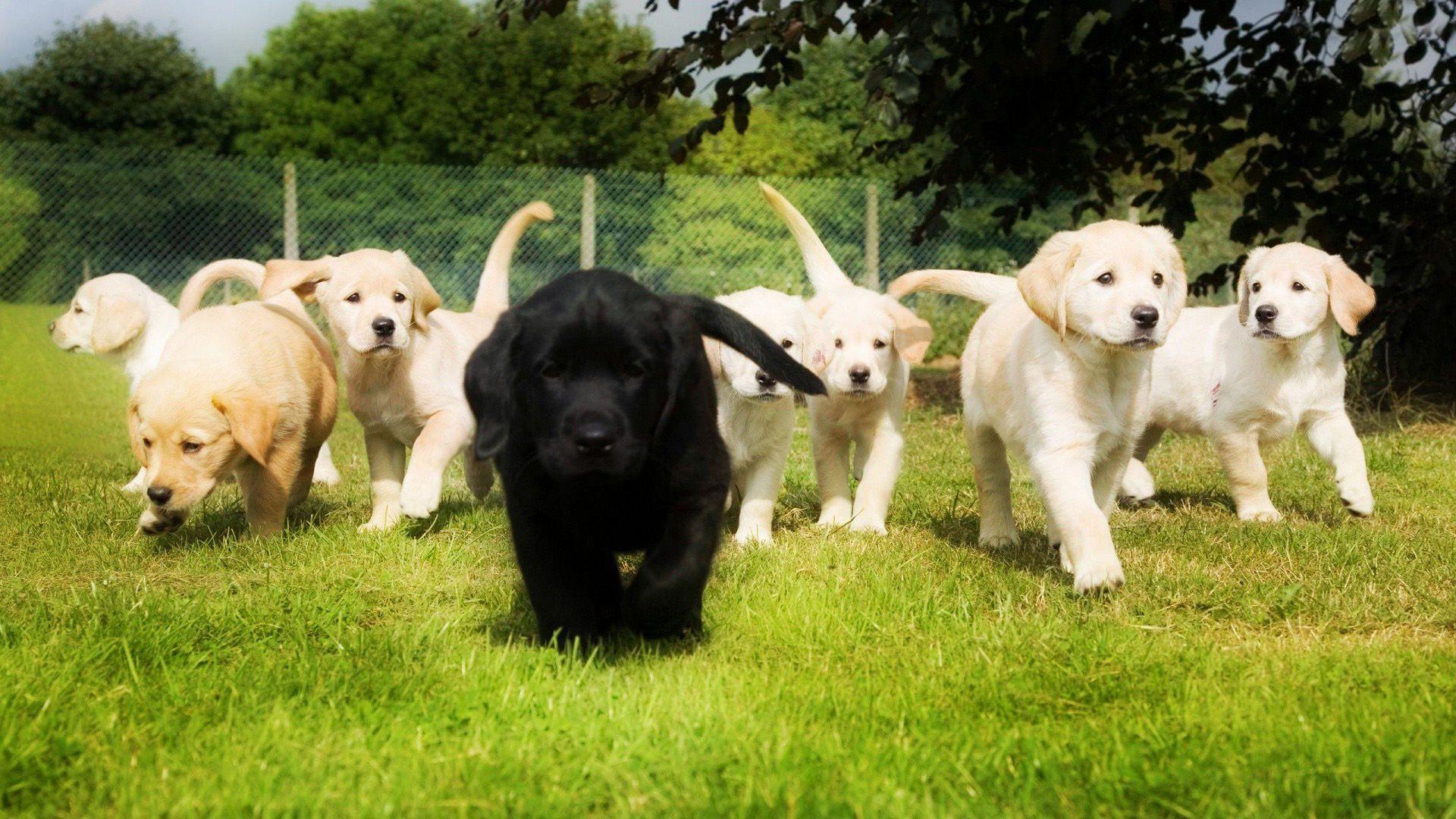 1920x1080 Labrador Puppies Wallpaper