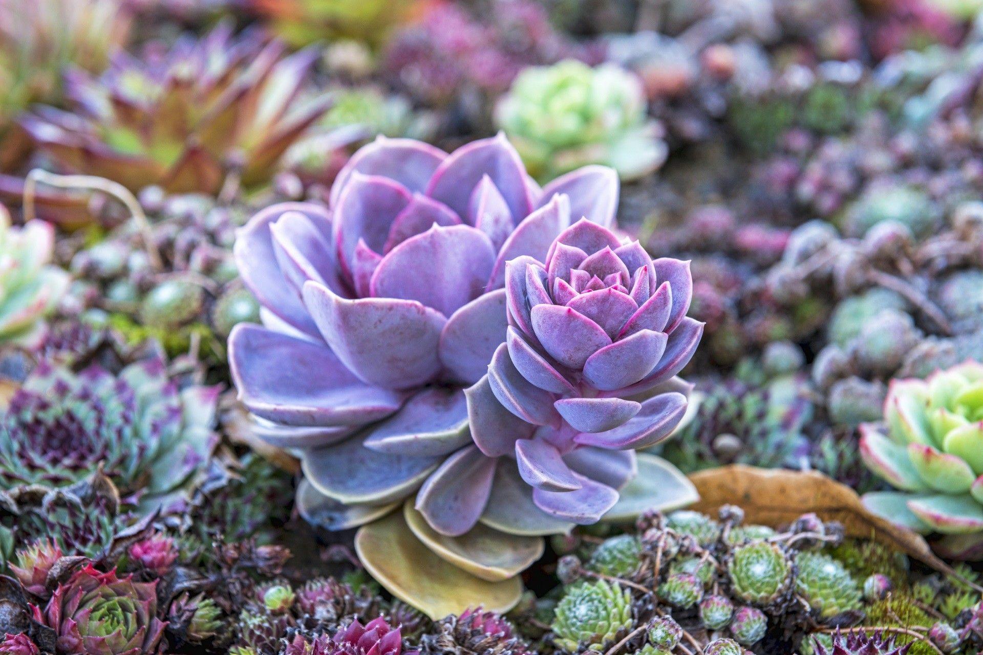 1920x1281 Succulents Desktop Wallpaper For Pc Data Src Succulent Resolution Succulent Background