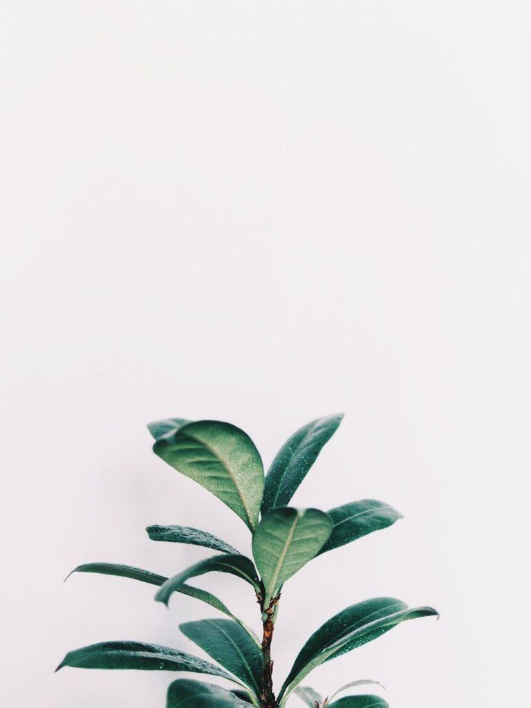 768x1024 Free download White Aesthetic Plants Wallpaper Top White Aesthetic [1000x1506] for your Desktop, Mobile & Tablet. Explore Houseplant Wallpaper. Houseplant Wallpaper