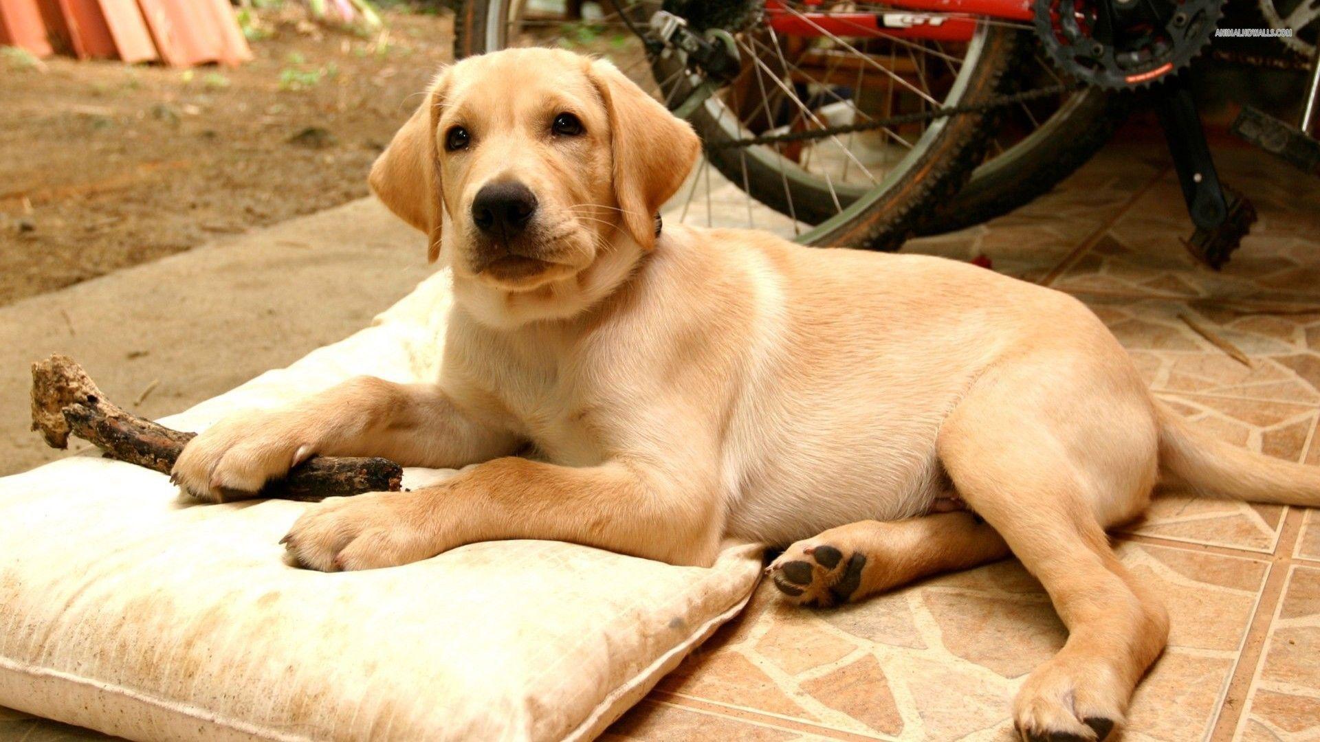 1920x1080 Yellow Lab Wallpaper