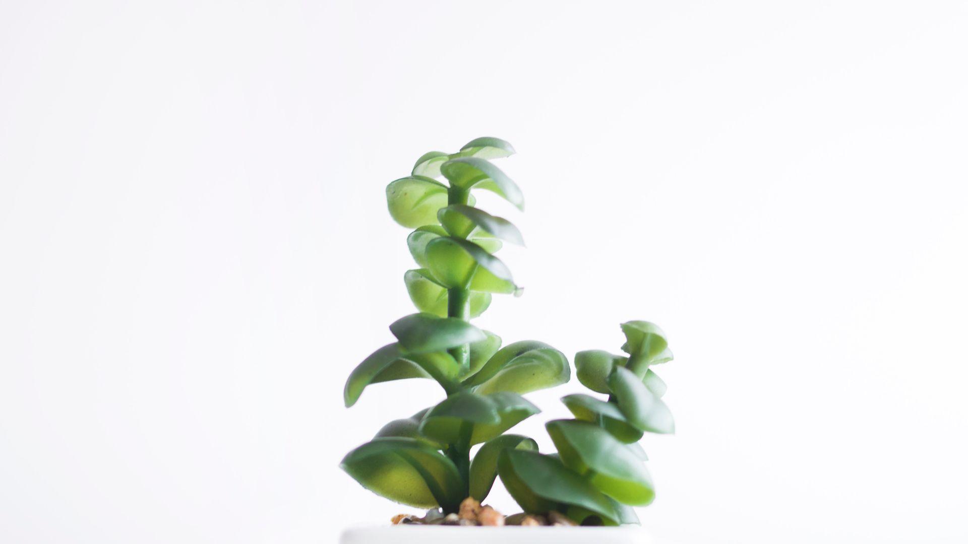 1920x1080 Succulent Plant In White Pot