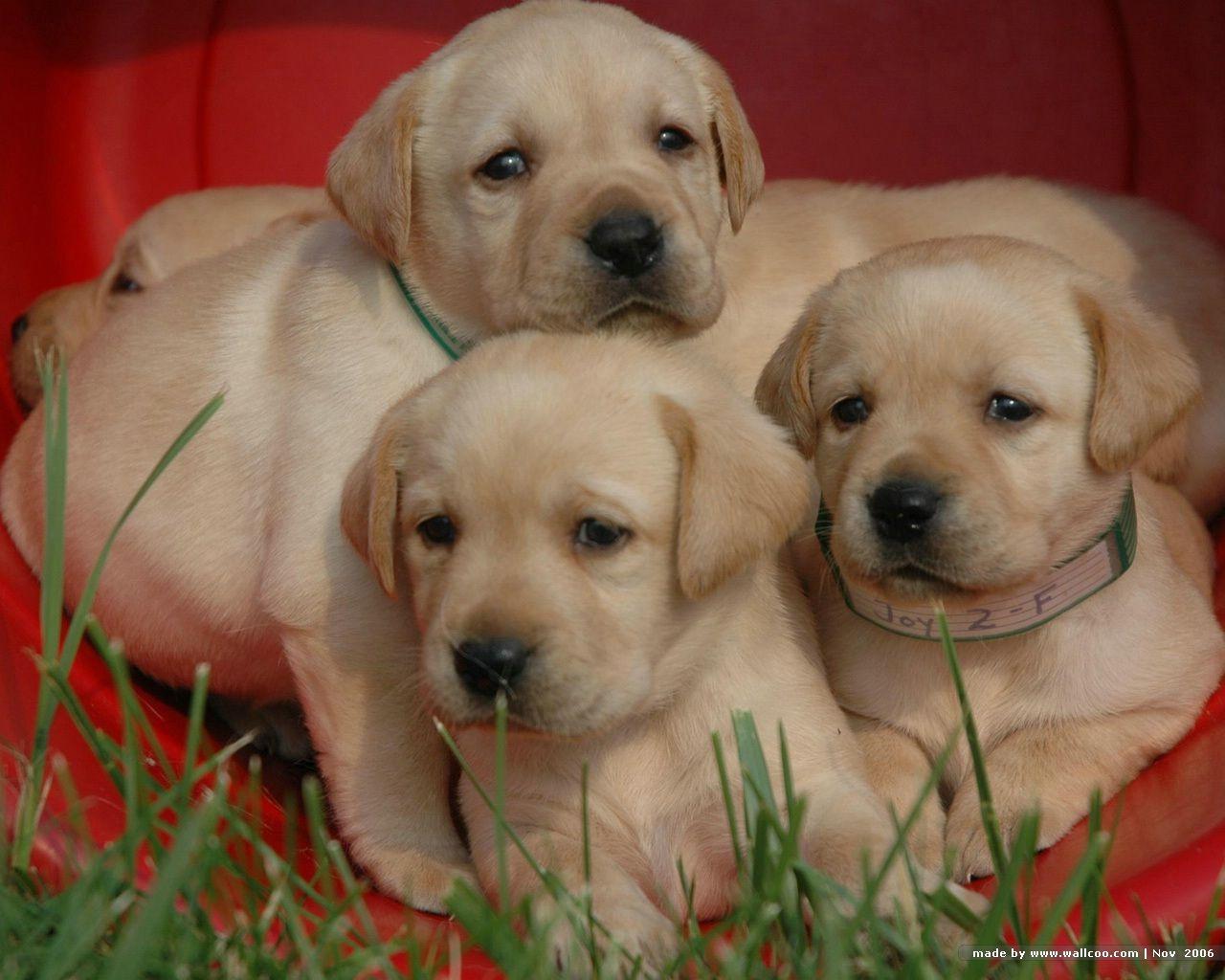 1280x1024 Three Labrador Retriever Puppies Wallpaper
