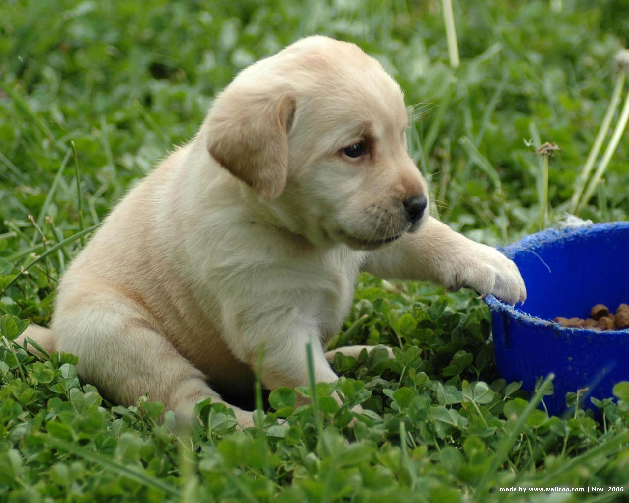 1280x1024 Labrador Puppy Wallpaper