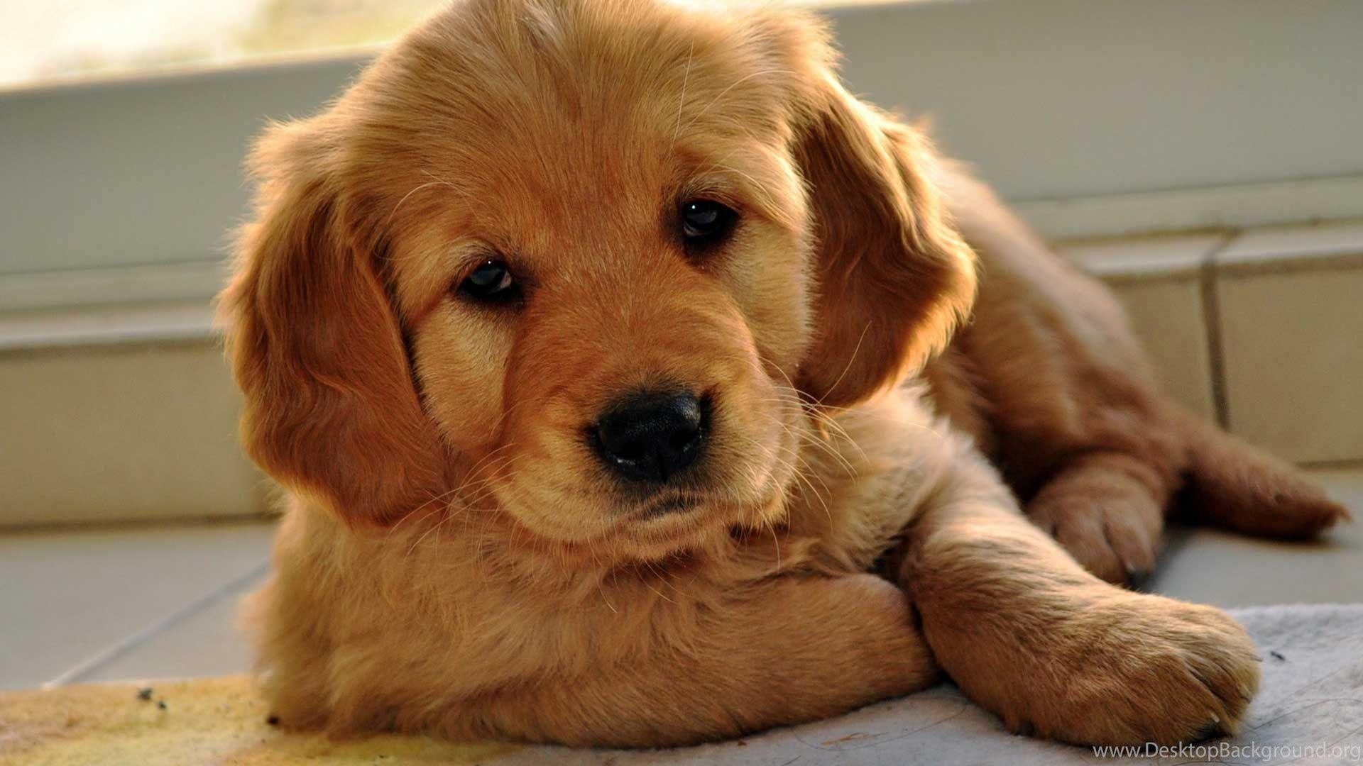 1920x1080 Cute Labrador Retriever Puppies Wallpaper HD Free Download Desktop Background
