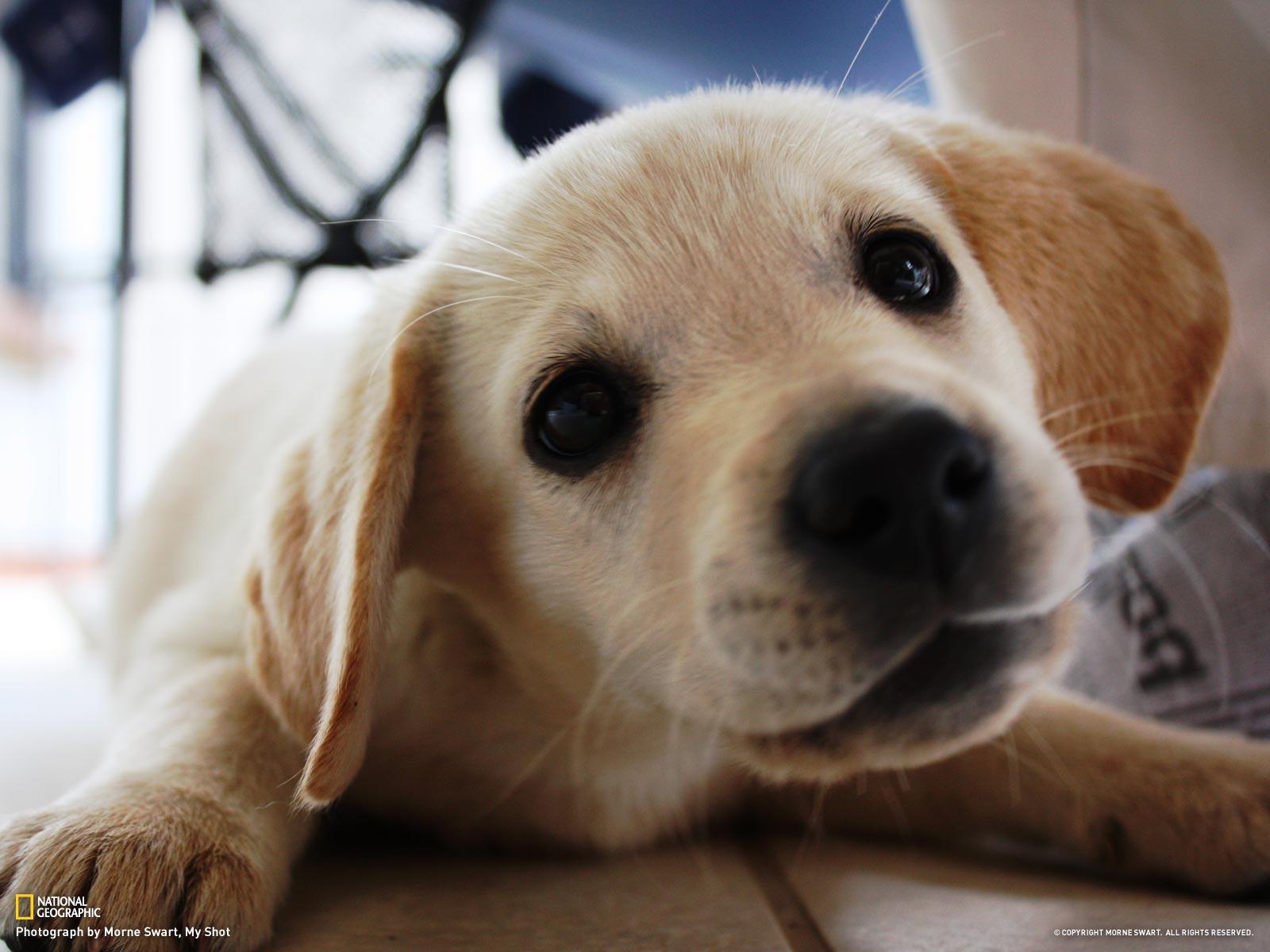 1600x1200 Yellow Lab Wallpaper
