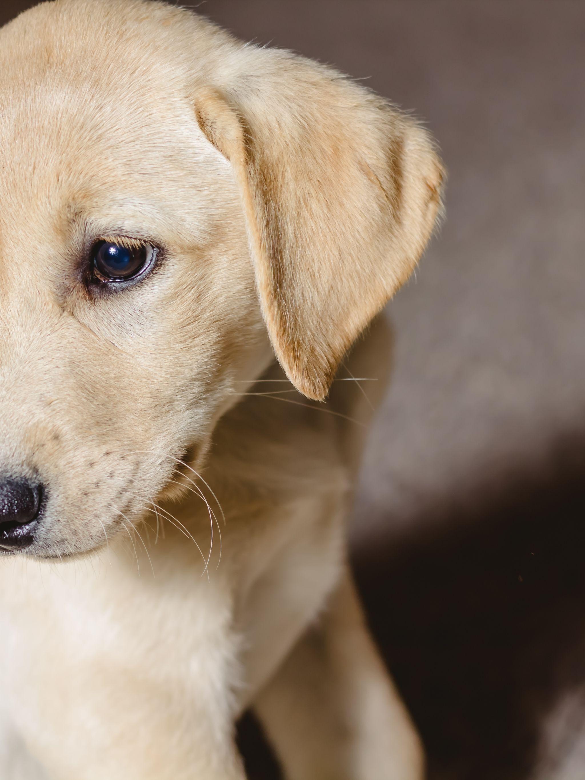 2048x2732 Yellow Lab Wallpaper