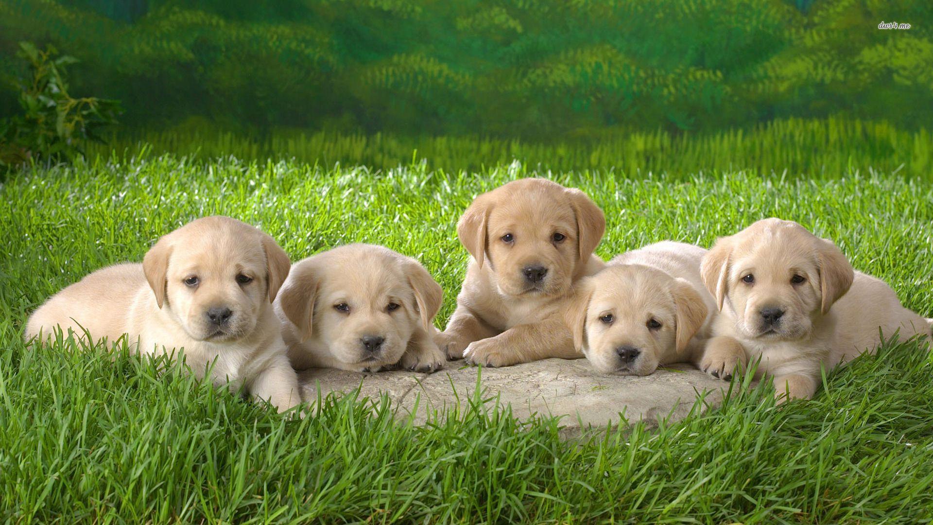 1920x1080 Labrador Retriever Puppies wallpaper wallpaper