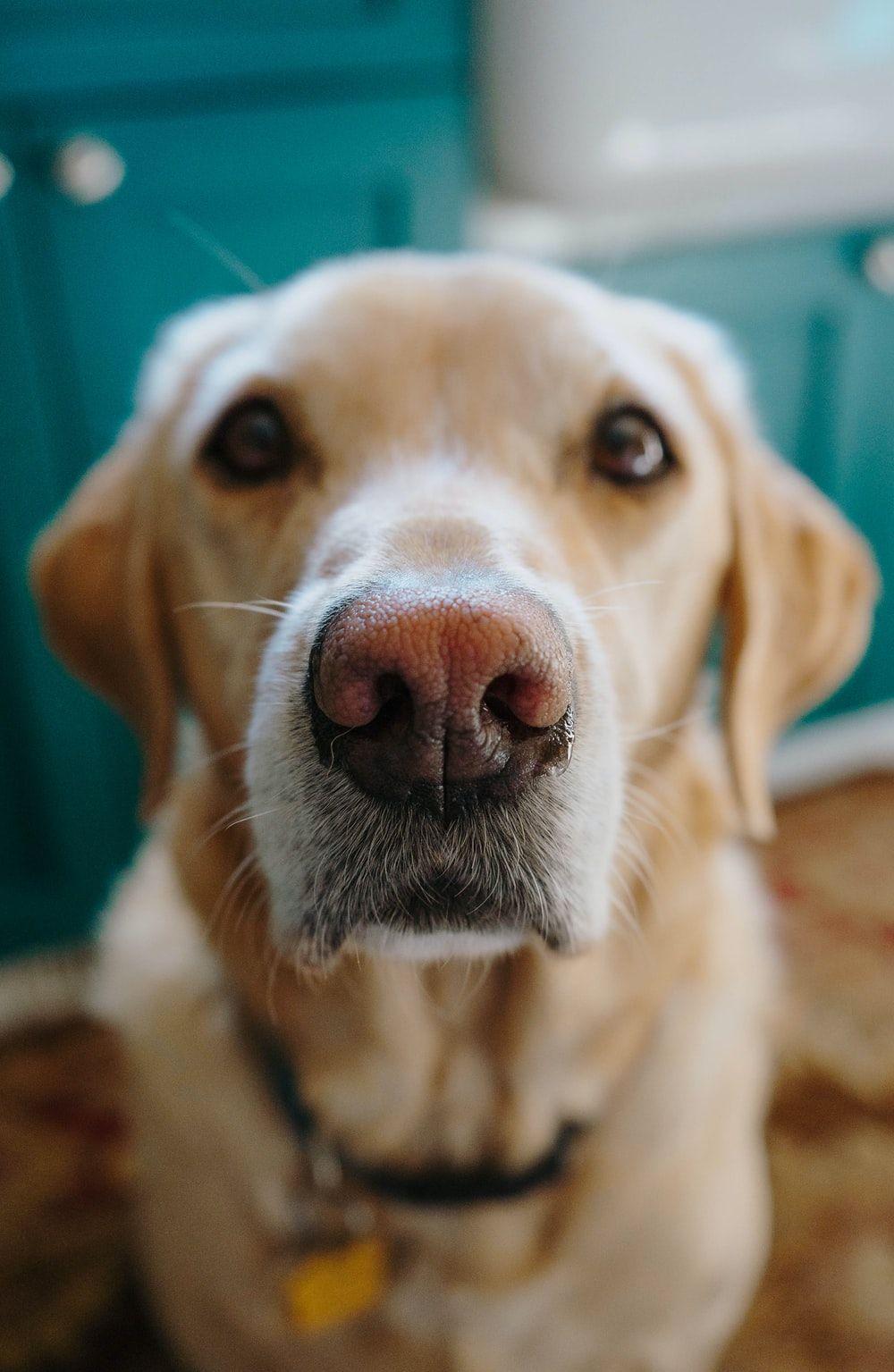 1000x1535 Yellow Labrador Picture. Download Free Image