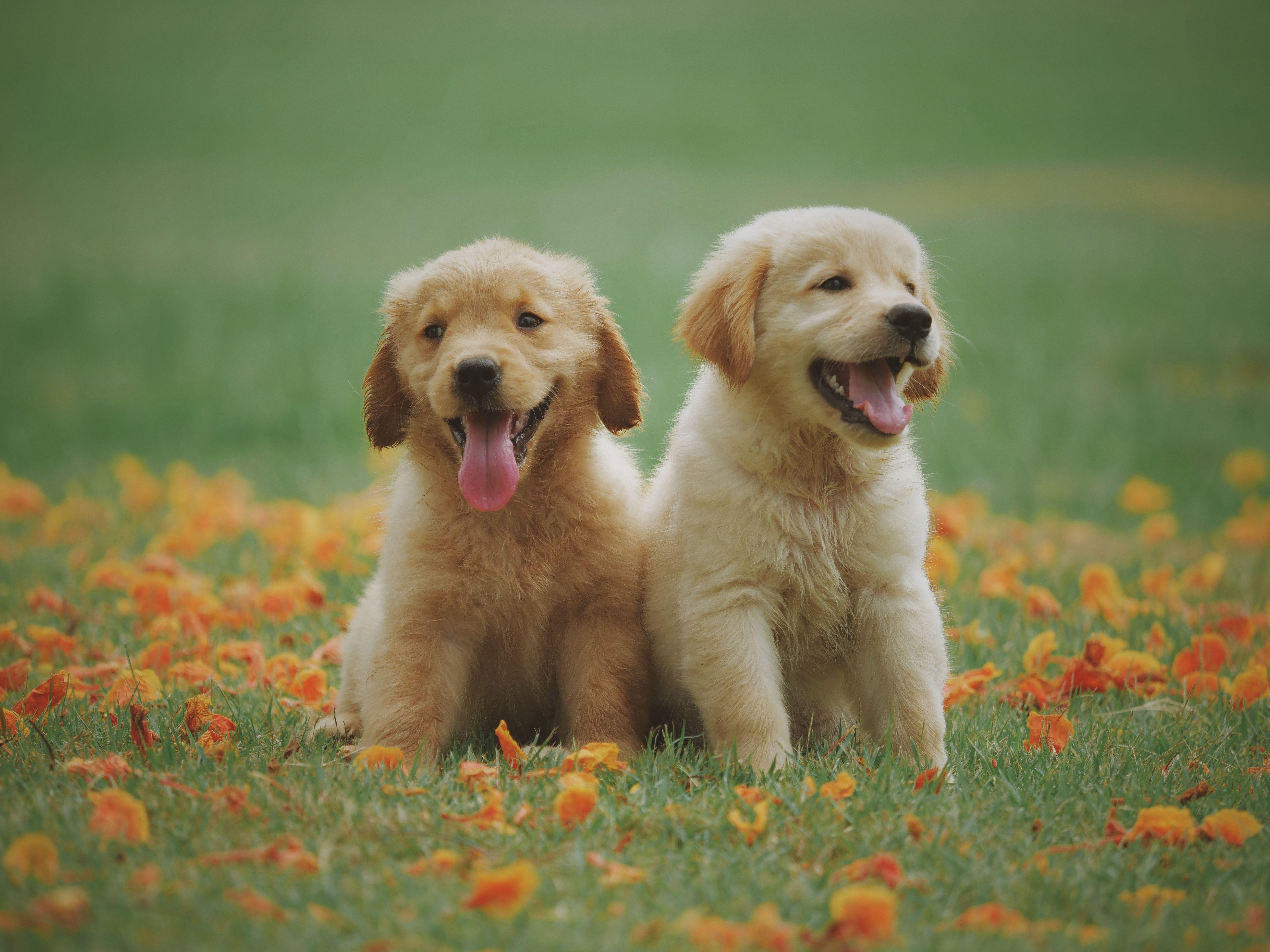 5184x3888 Two Yellow Labrador Retriever Puppies · Free