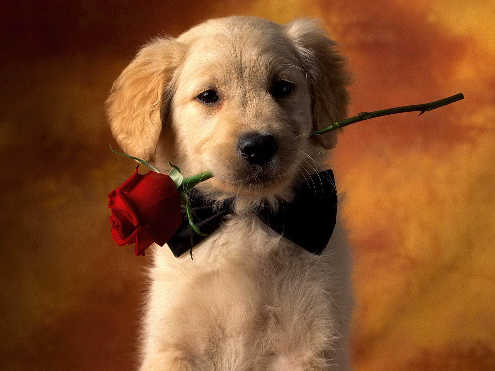 1600x1200 Lab Puppies Wallpaper