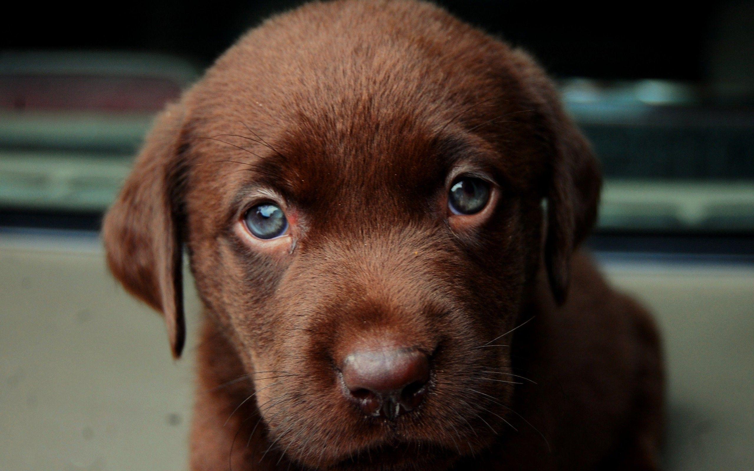 2560x1600 animals, Dog, Labrador Retriever, Puppies Wallpaper HD / Desktop and Mobile Background